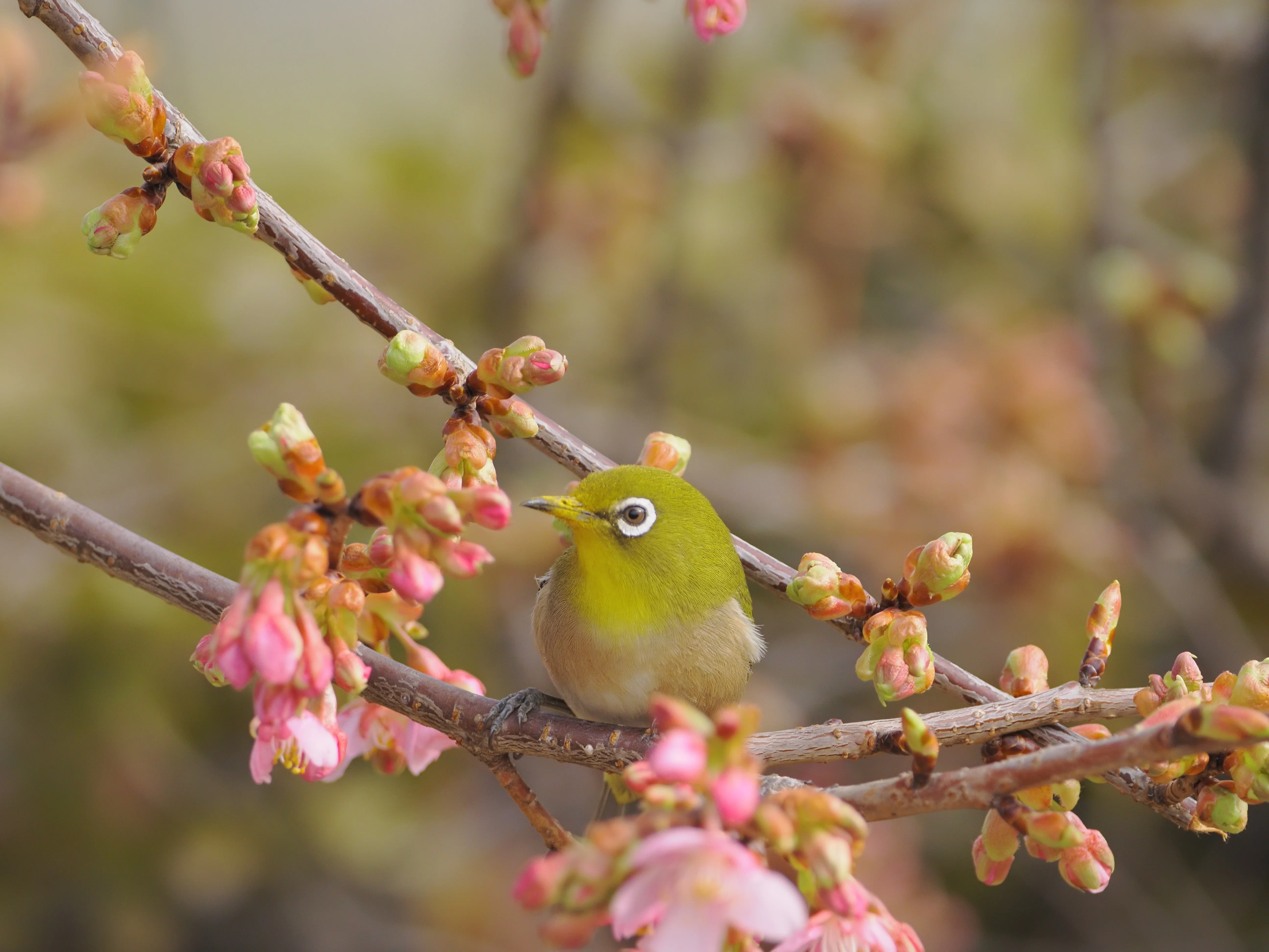 野鳥撮影】あきらめない先に待っていたご褒美。空堀川の河津桜と
