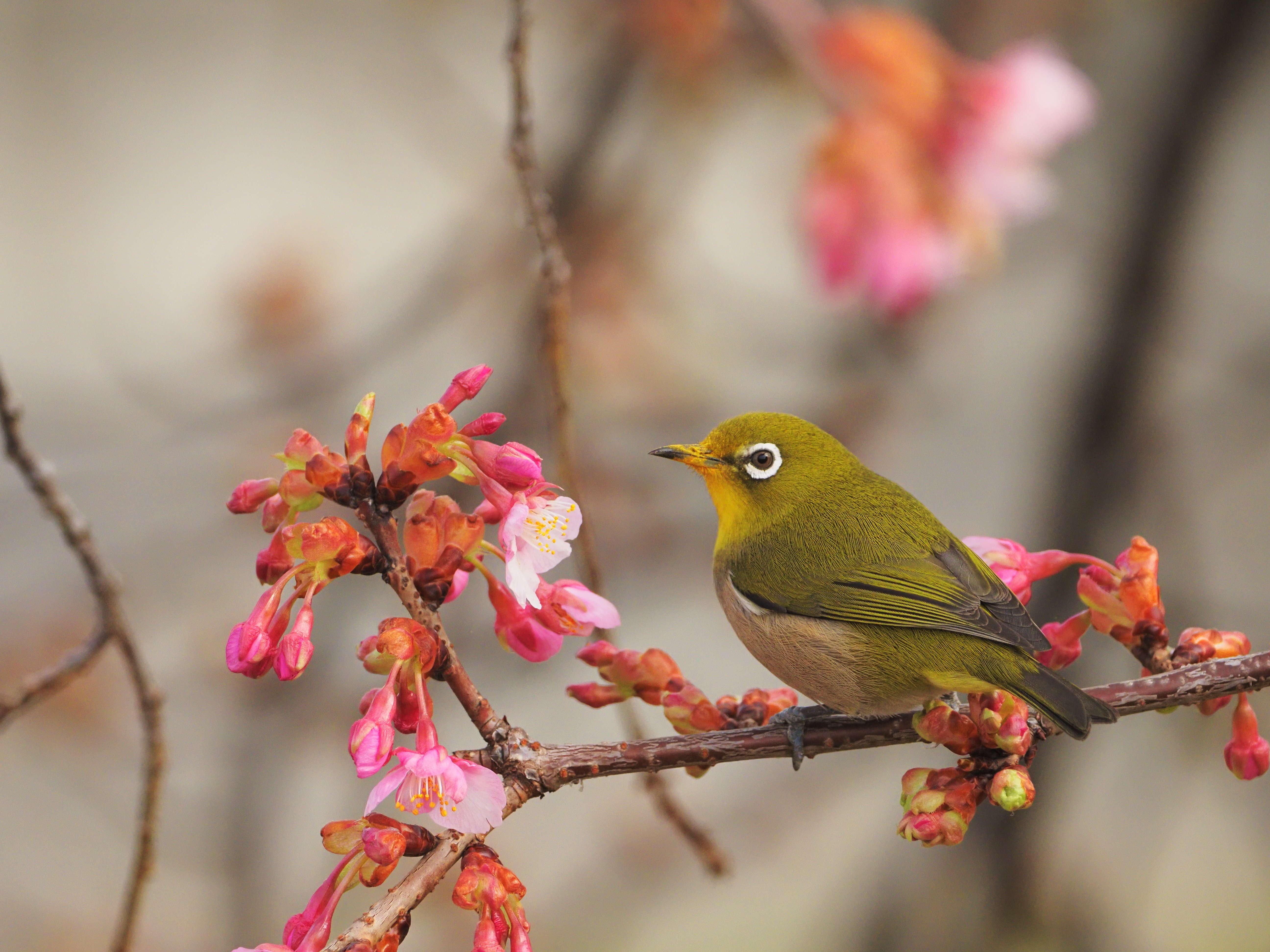 野鳥撮影】あきらめない先に待っていたご褒美。空堀川の河津桜と