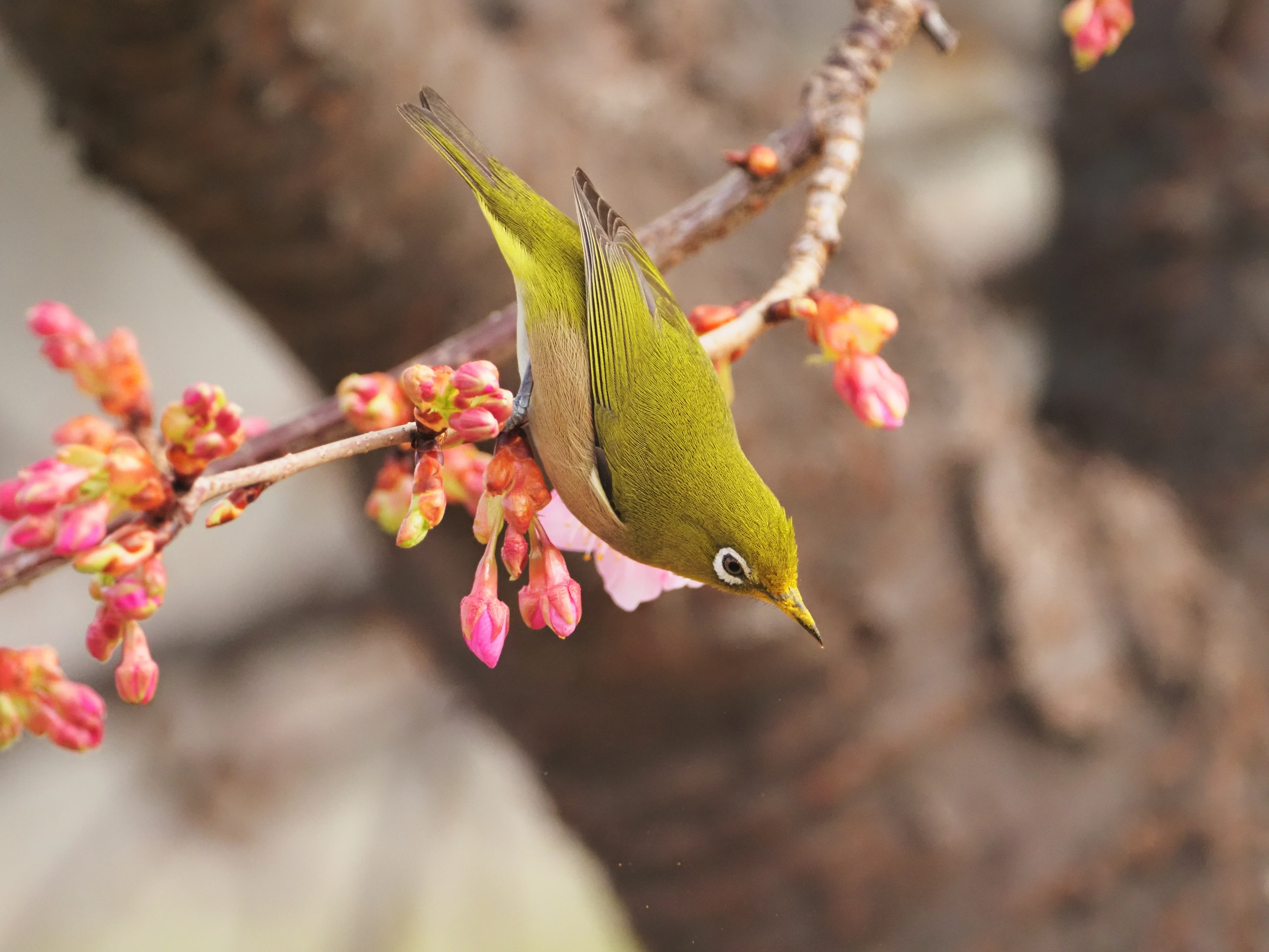 野鳥撮影】あきらめない先に待っていたご褒美。空堀川の河津桜と
