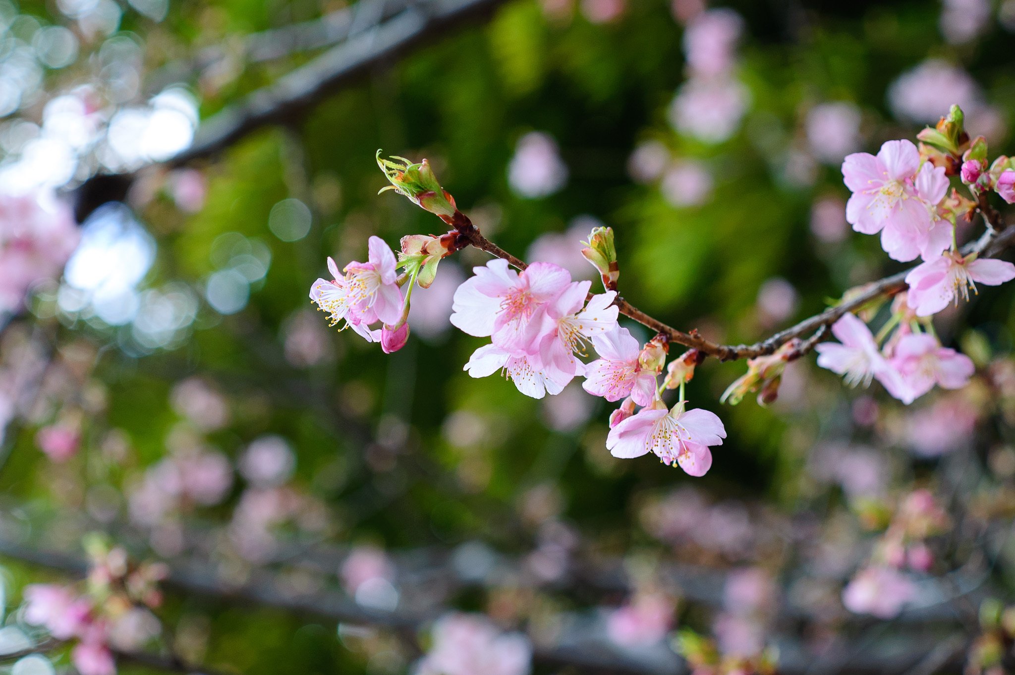 桜が咲いた日。｜KOZO