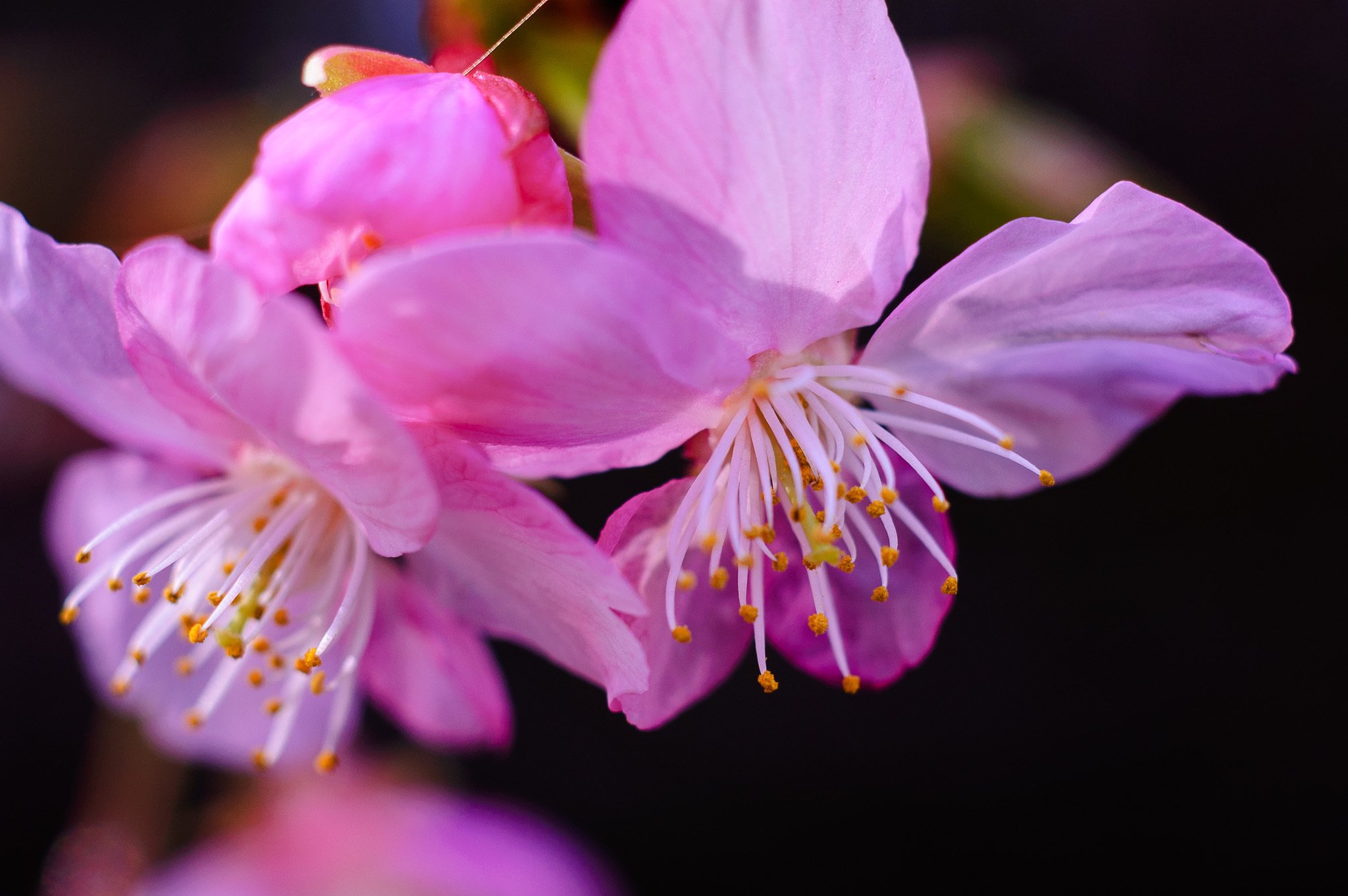 桜が咲いた日。｜KOZO