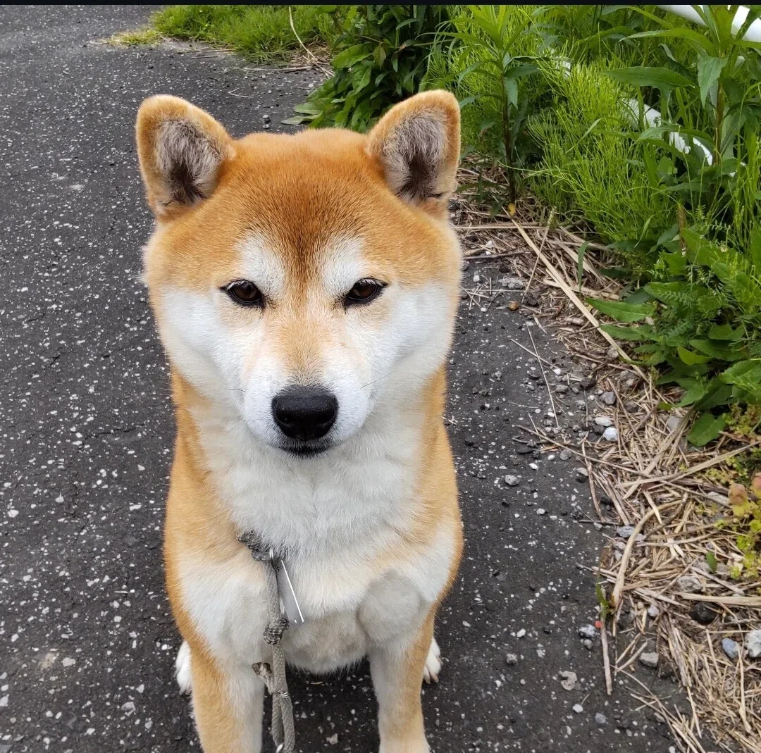 💛デイサービスで飼っている柴犬の話vol.2🐶さくら🌸編｜りんごりん
