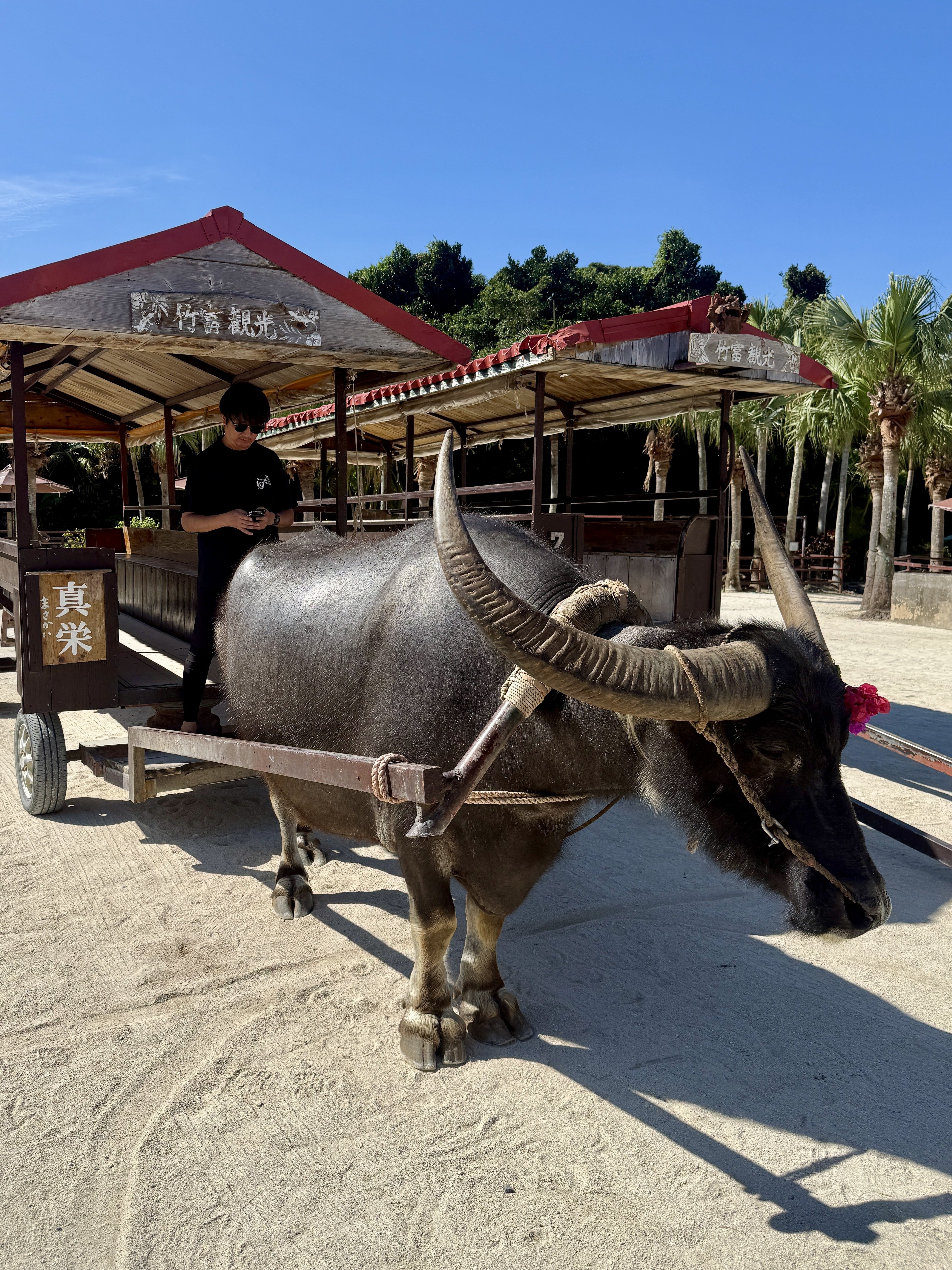 冬の沖縄ライド day3｜竹富島｜Shu