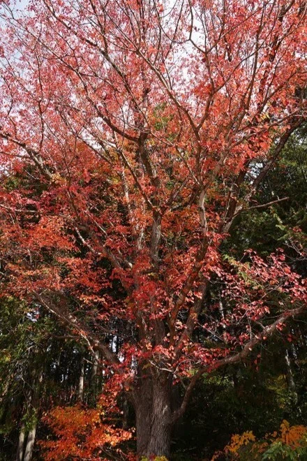 はな(ハナノキの精) みずっこ#3 |里山湿地研究所(富田啓介)
