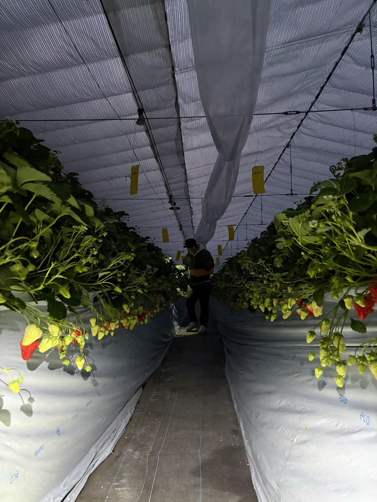 🍓やくもファームのいちごは“朝採れ・完熟”