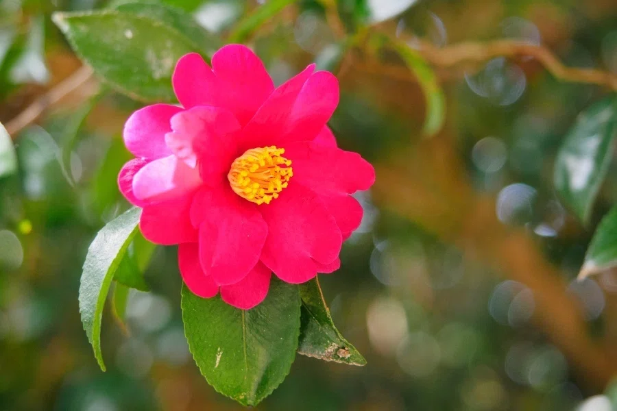 サザンカ(山茶花)の花も終わりです｜ted hym