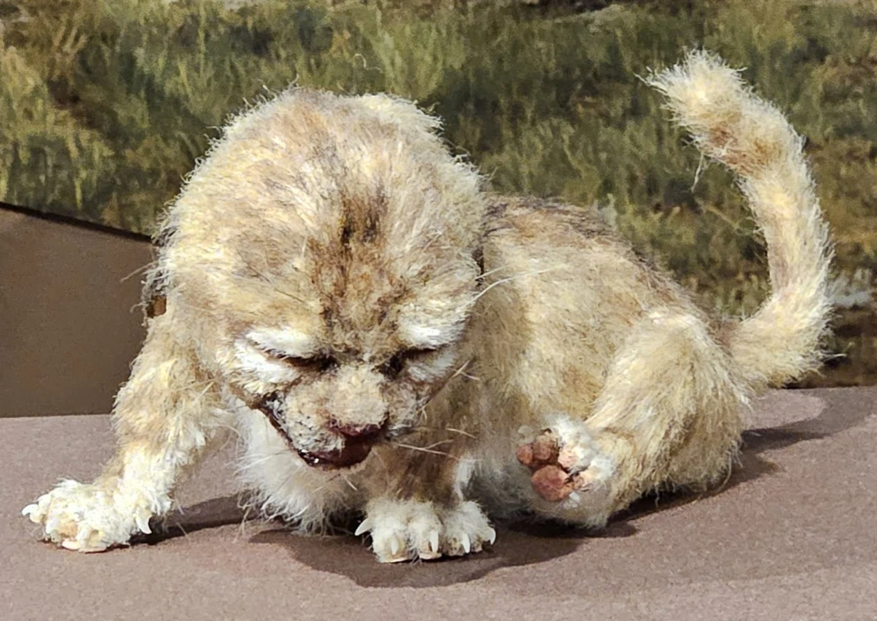 ホラ アナ ライオン