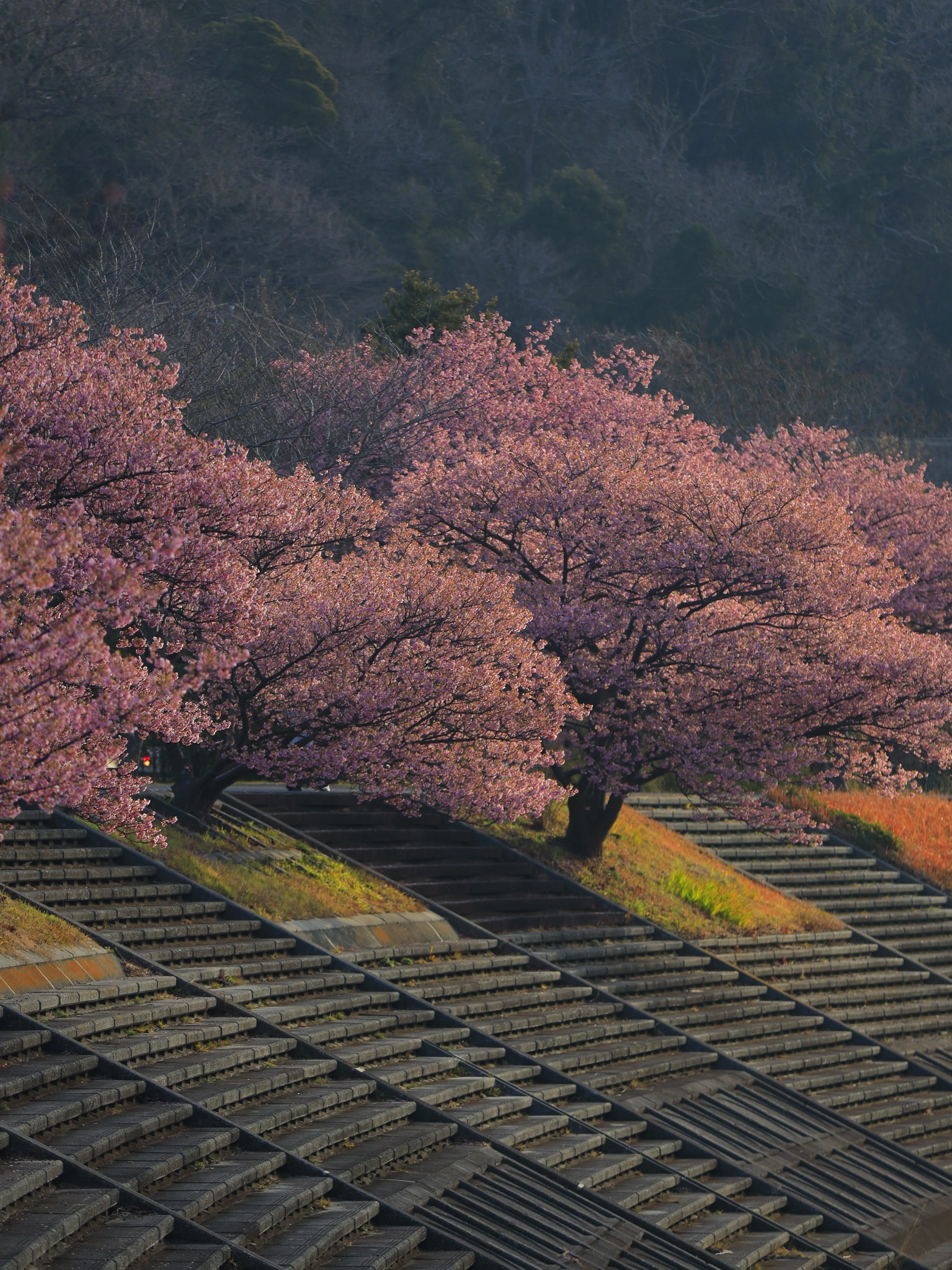 Called by Kawazu Cherry Blossoms—A Greedy Day Trip Across Izu, and