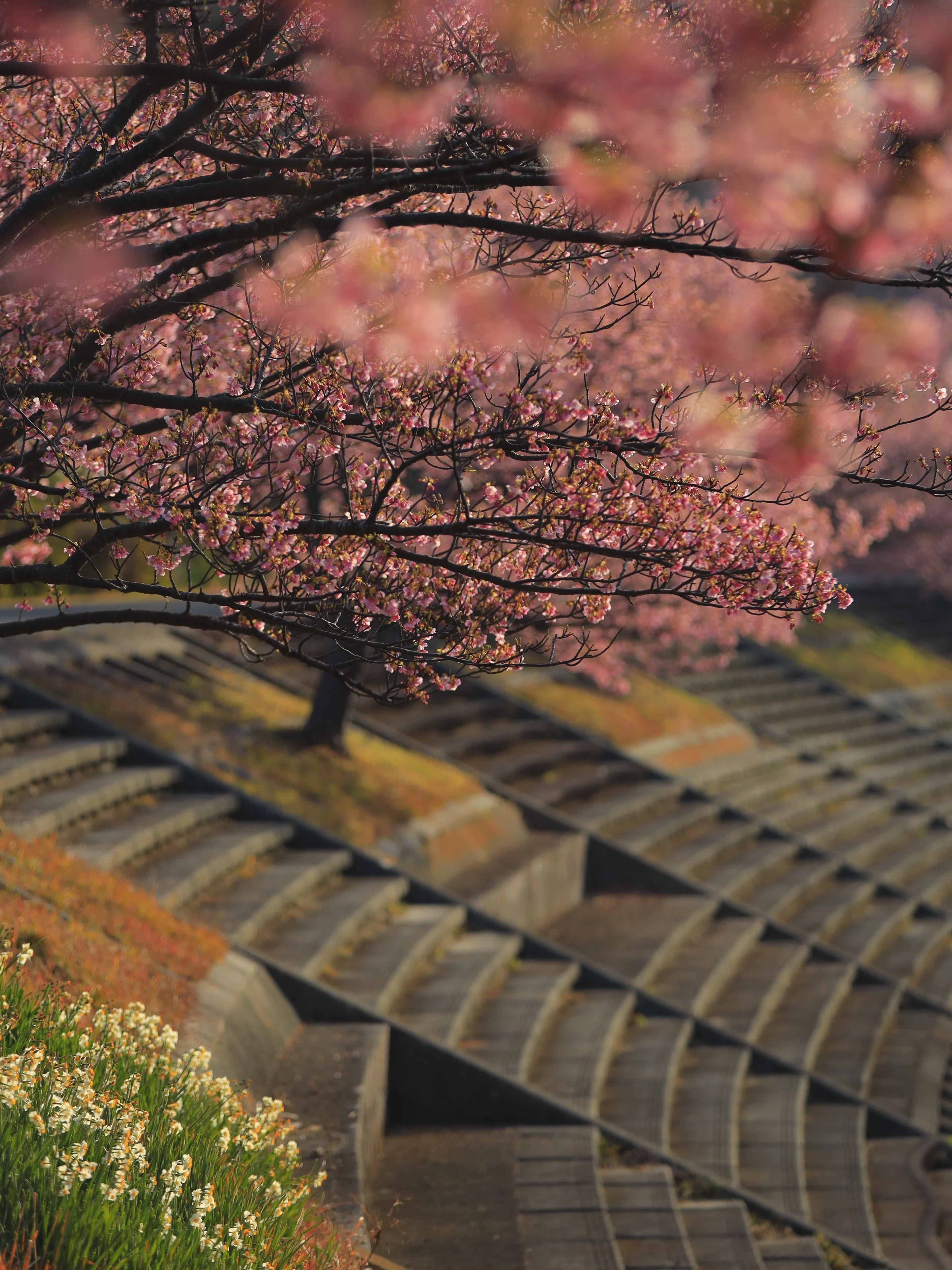 Called by Kawazu Cherry Blossoms—A Greedy Day Trip Across Izu, and