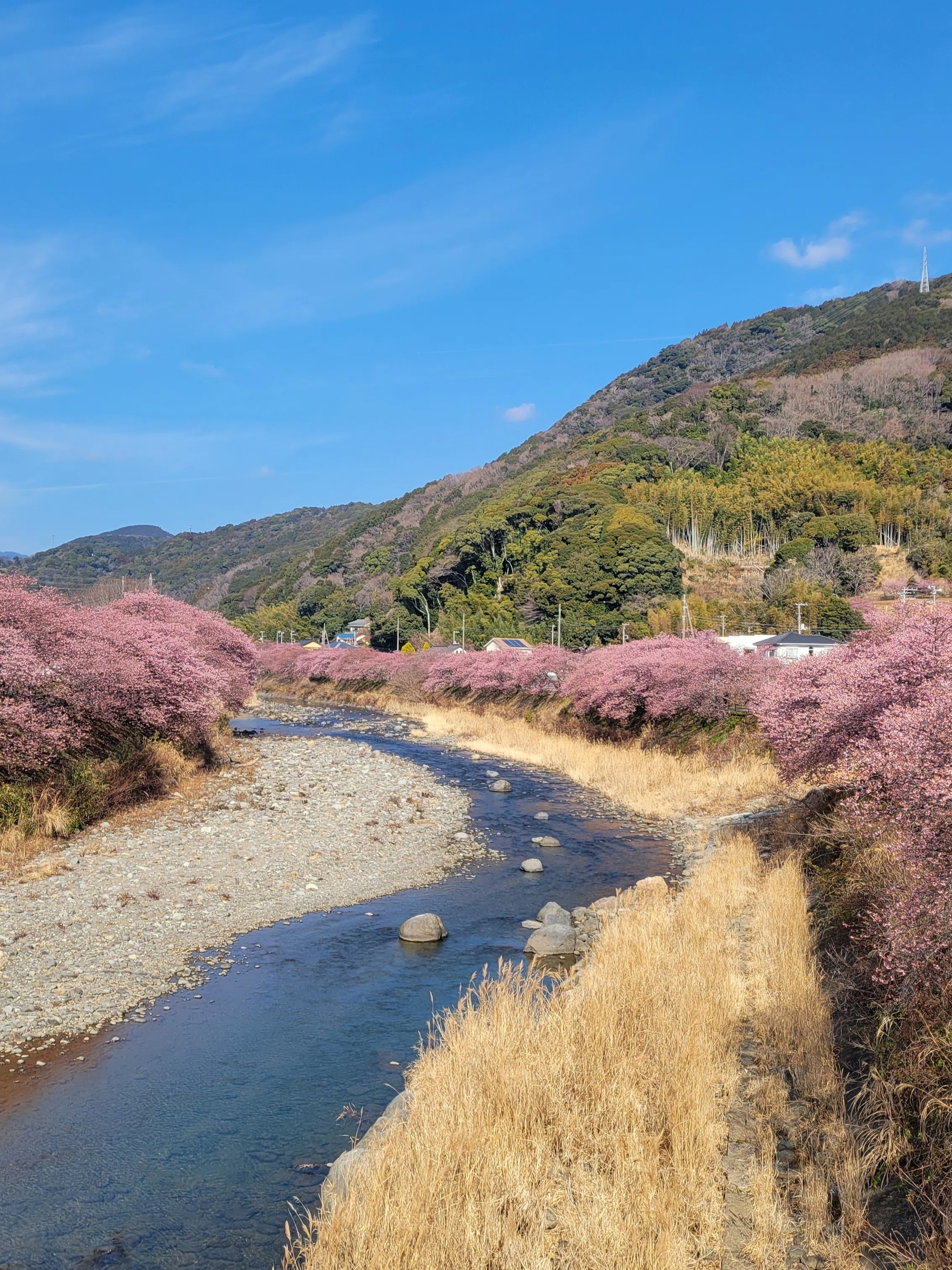 Called by Kawazu Cherry Blossoms—A Greedy Day Trip Across Izu, and