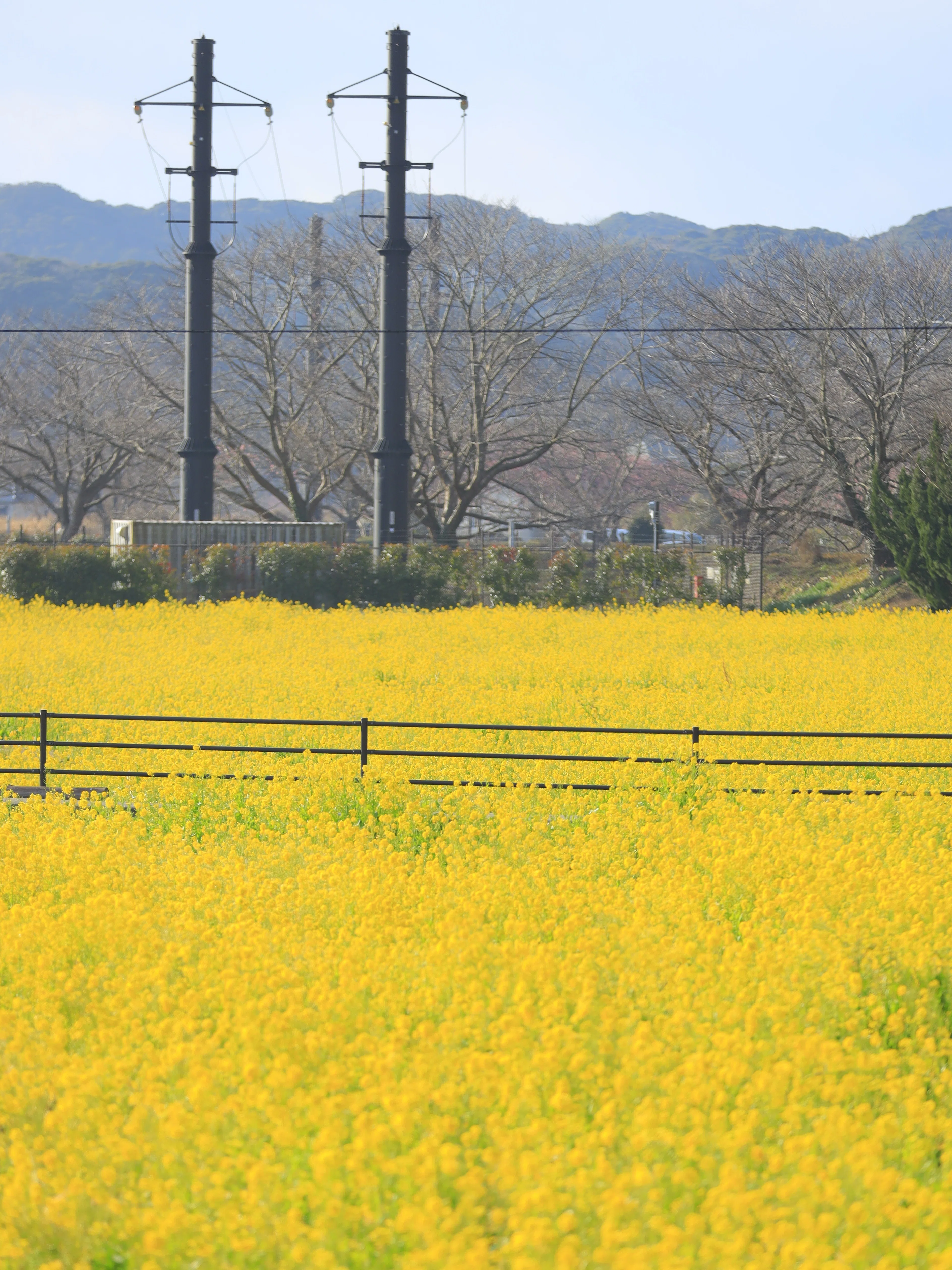 Called by Kawazu Cherry Blossoms—A Greedy Day Trip Across Izu, and