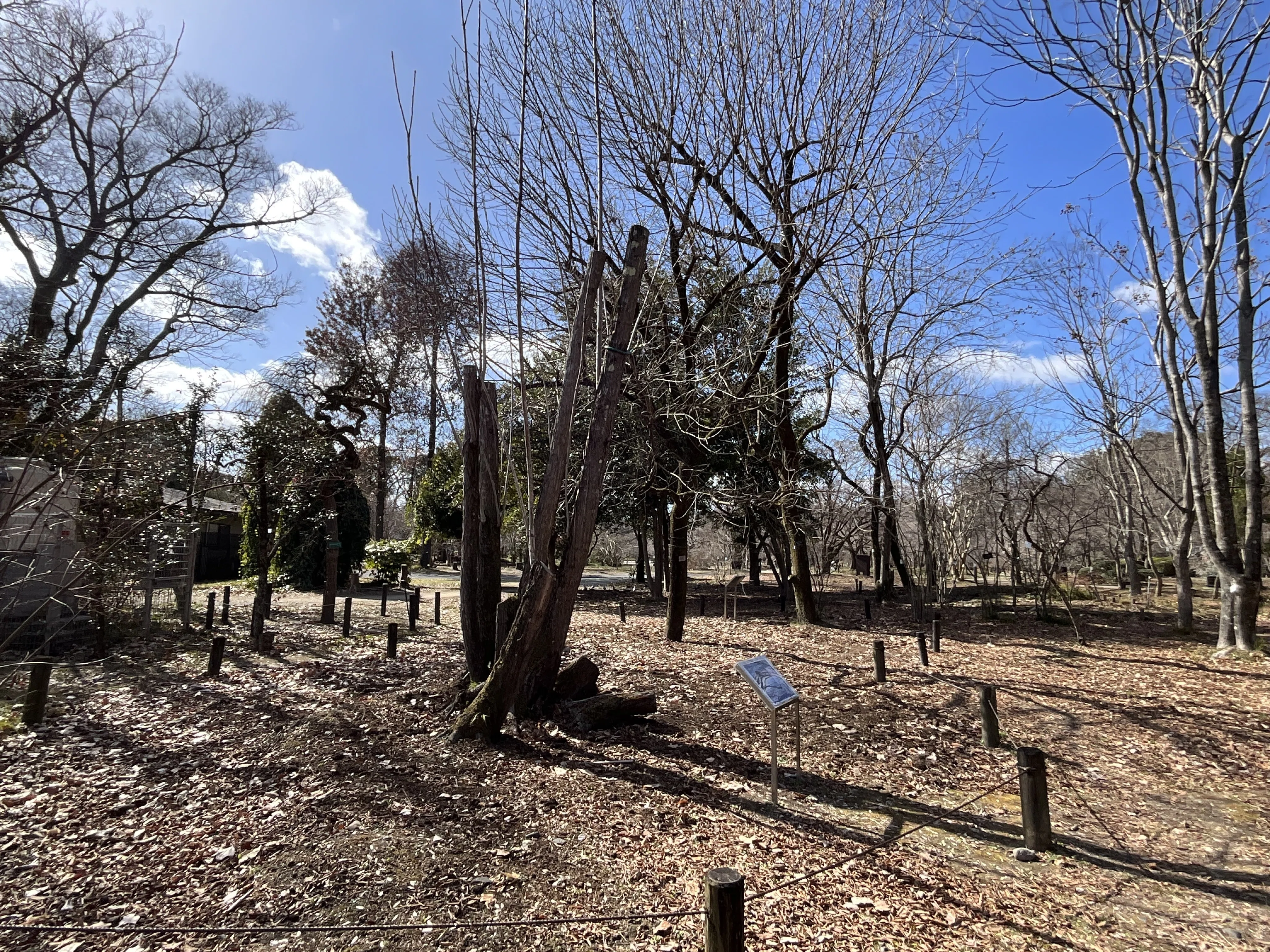 香椿（チャンチン）（京都府立植物園）No.79：2026年4月30日（木