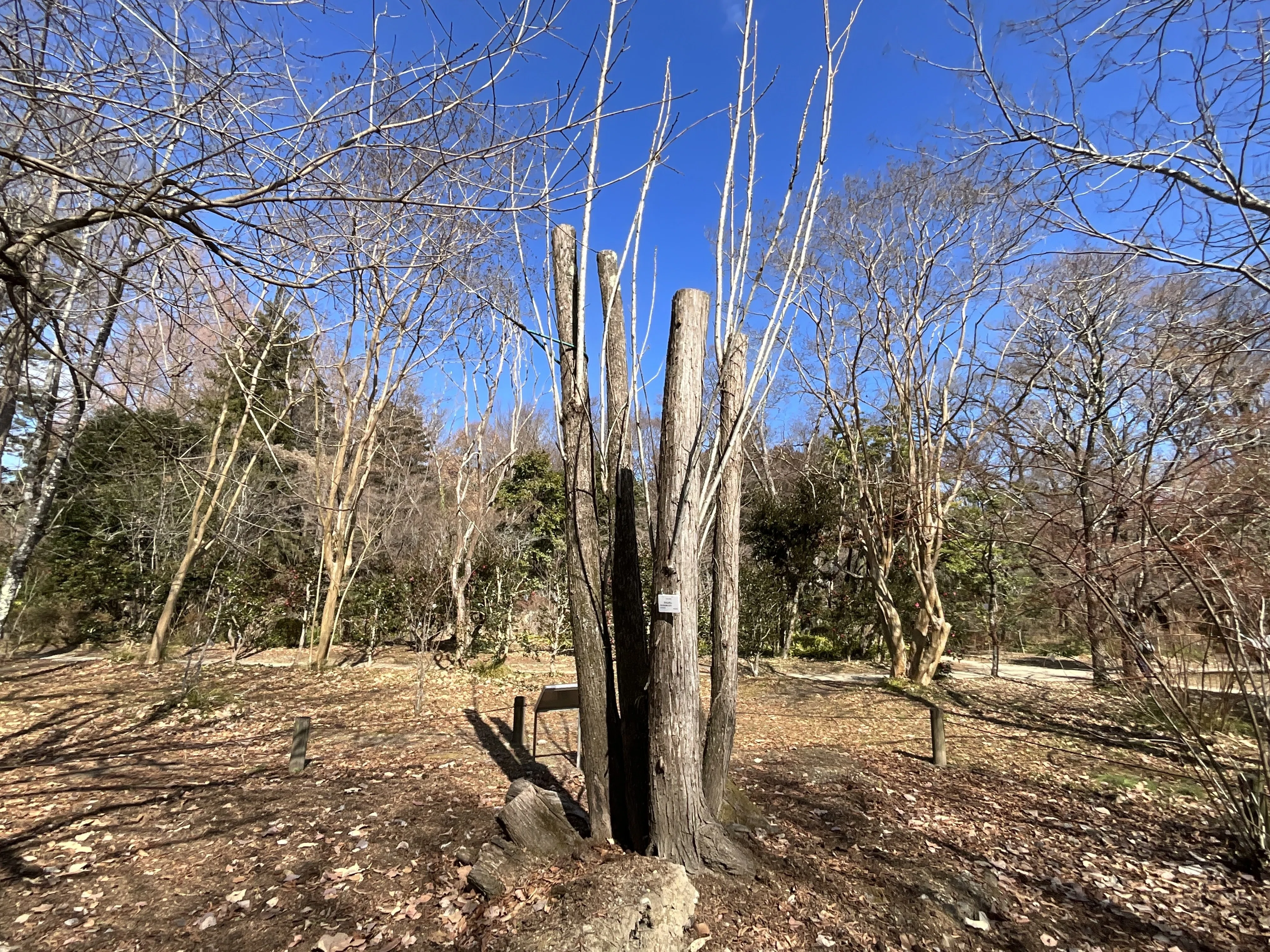 香椿（チャンチン）（京都府立植物園）No.79：2026年4月30日（木