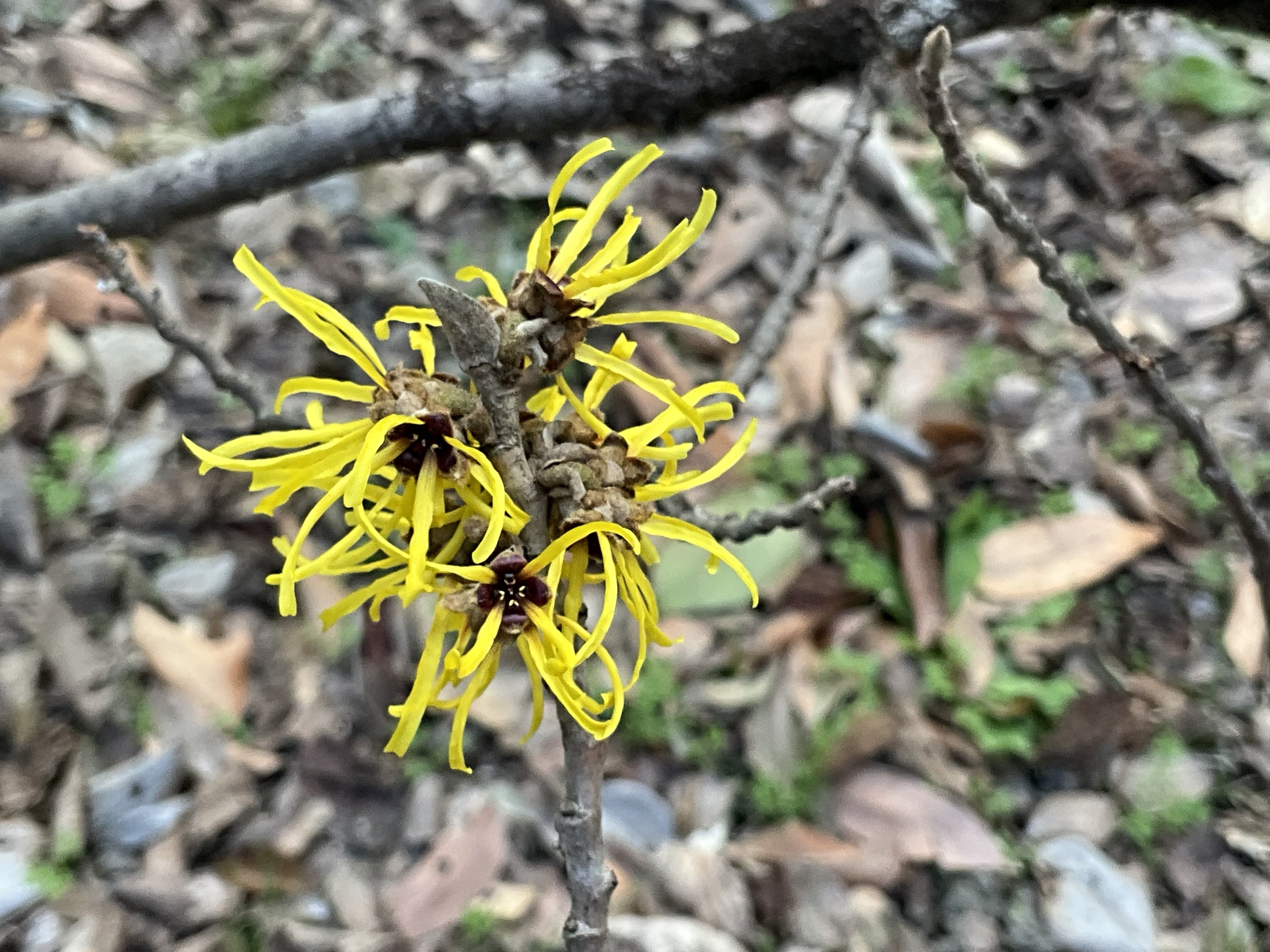シナマンサク（京都府立植物園）No.62：2026年2月19日（木）｜藤井秀昭