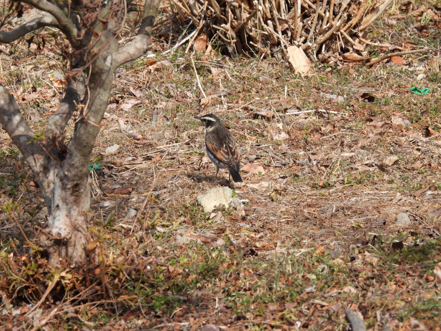 昼休みの小鳥たち 2026年2月｜ちる@鳥見の時間