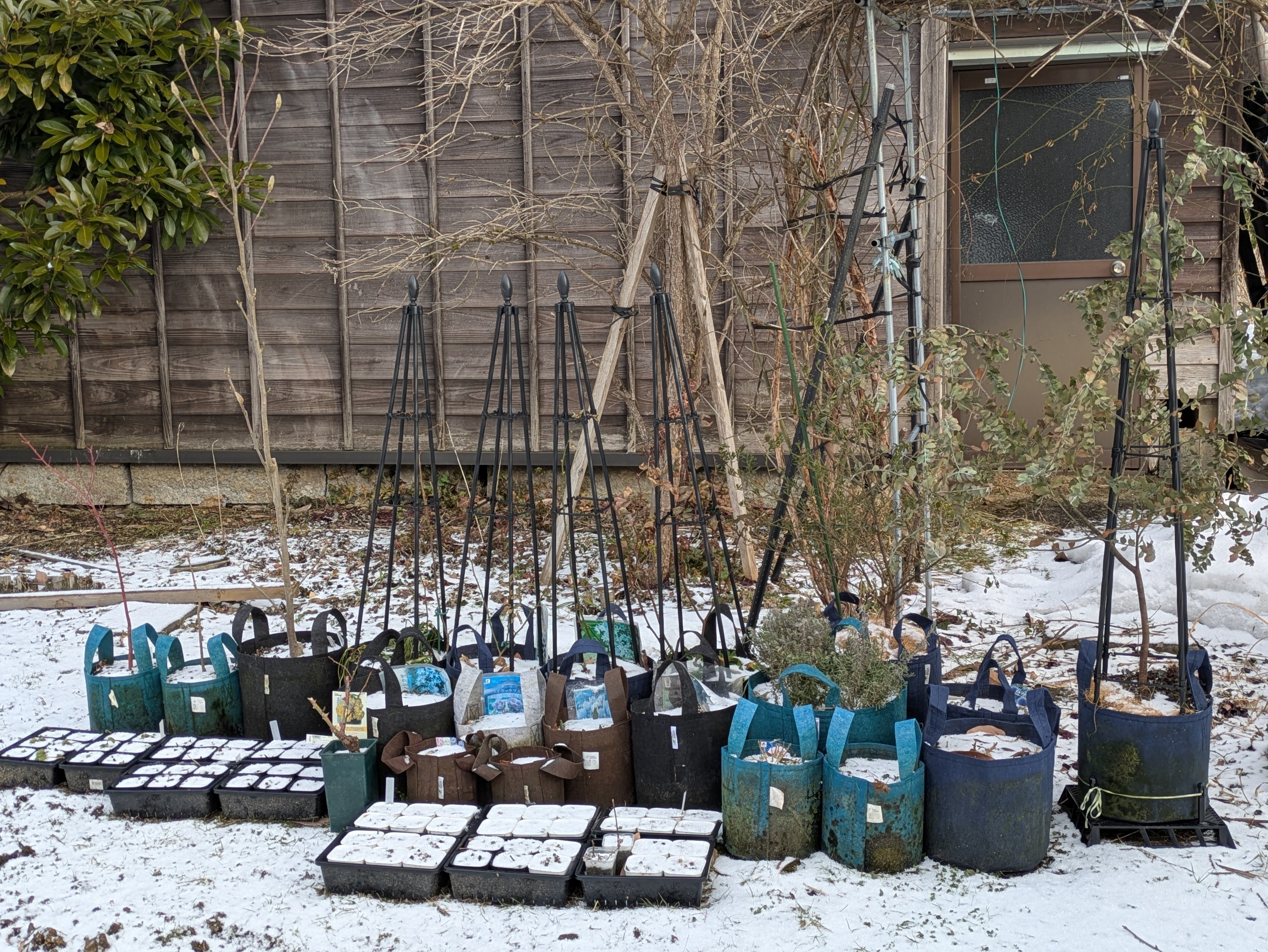 2026年2月19日 球根ちゃん達のめざめ｜na_phie