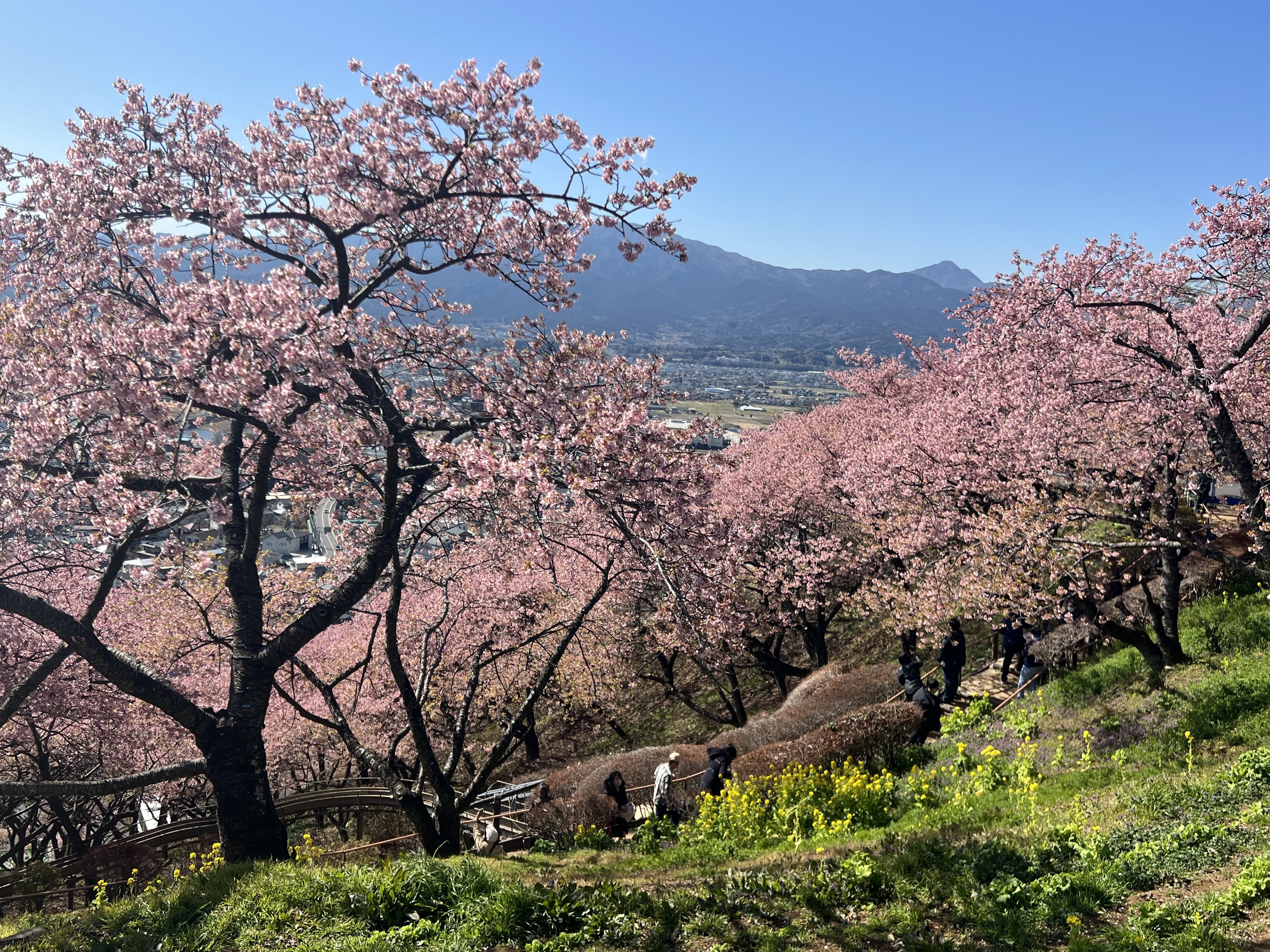 第27回まつだ桜まつりに行ってきた！河津桜×菜花×富士山の絶景