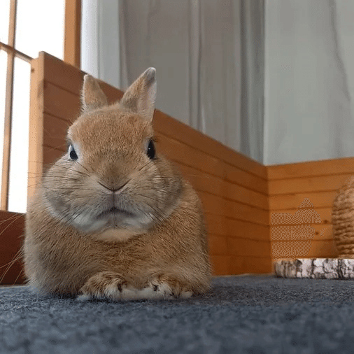 うさぎは今日も、偶然を拾う｜うさぎカフェ