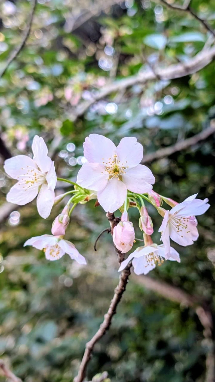 鎌倉・長谷｢甘縄神明神社の玉縄桜｣【四季折々の花、草木】〈名所編