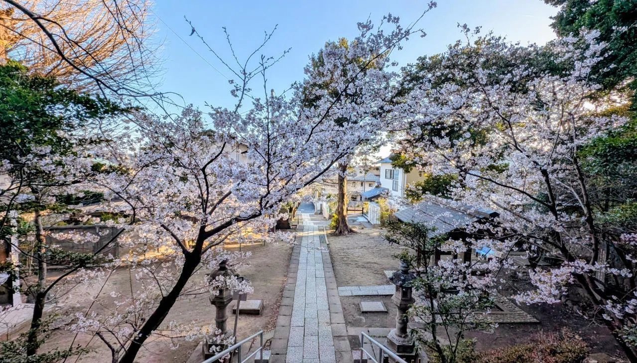 鎌倉・長谷｢甘縄神明神社の玉縄桜｣【四季折々の花、草木】〈名所編