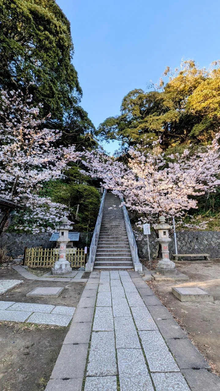鎌倉・長谷｢甘縄神明神社の玉縄桜｣【四季折々の花、草木】〈名所編