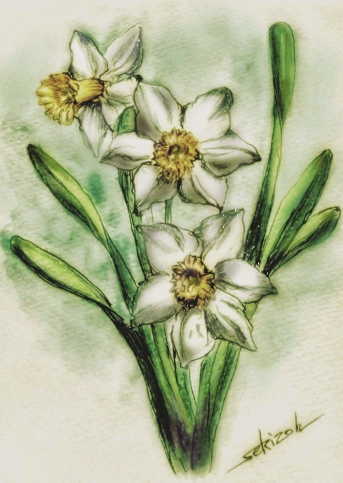 水仙』水彩画｜せきぞう、