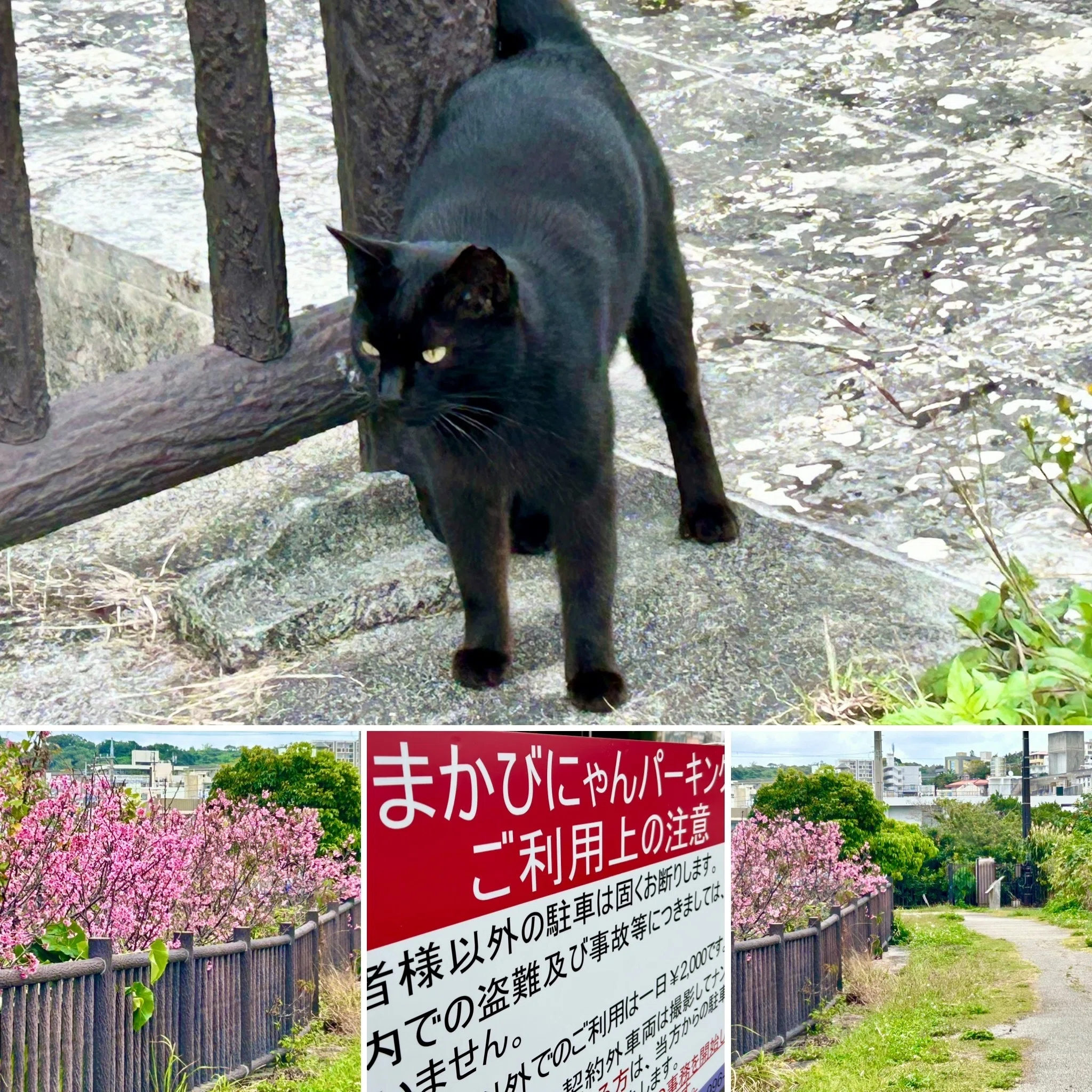 那覇市のオアシス、「にゃん」散歩。｜ナカトリモチ・山野本竜規