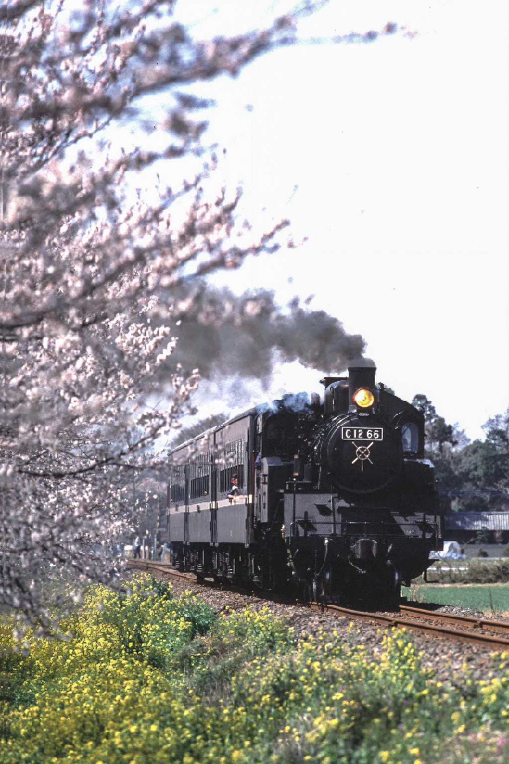 v226, 真岡鐵道：桜 （2002年）｜ひろやん