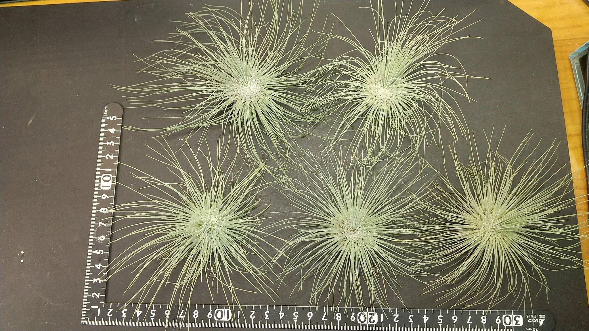 チランジア入荷リスト1/28｜NatureGarden🌿神田