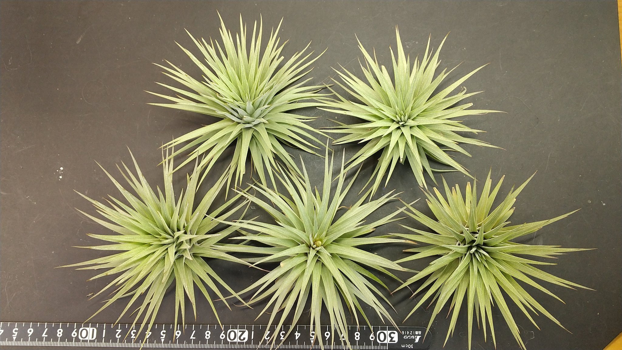 チランジア入荷リスト1/28｜NatureGarden🌿神田