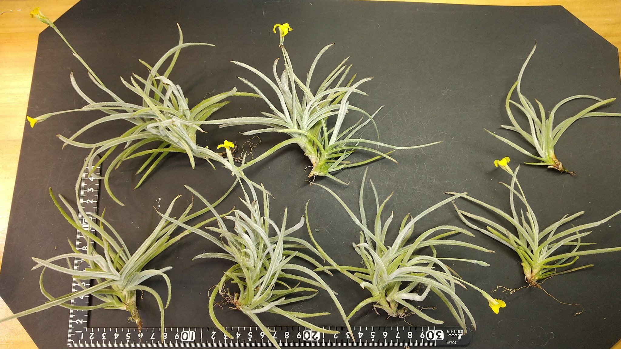 チランジア入荷リスト1/28｜NatureGarden🌿神田