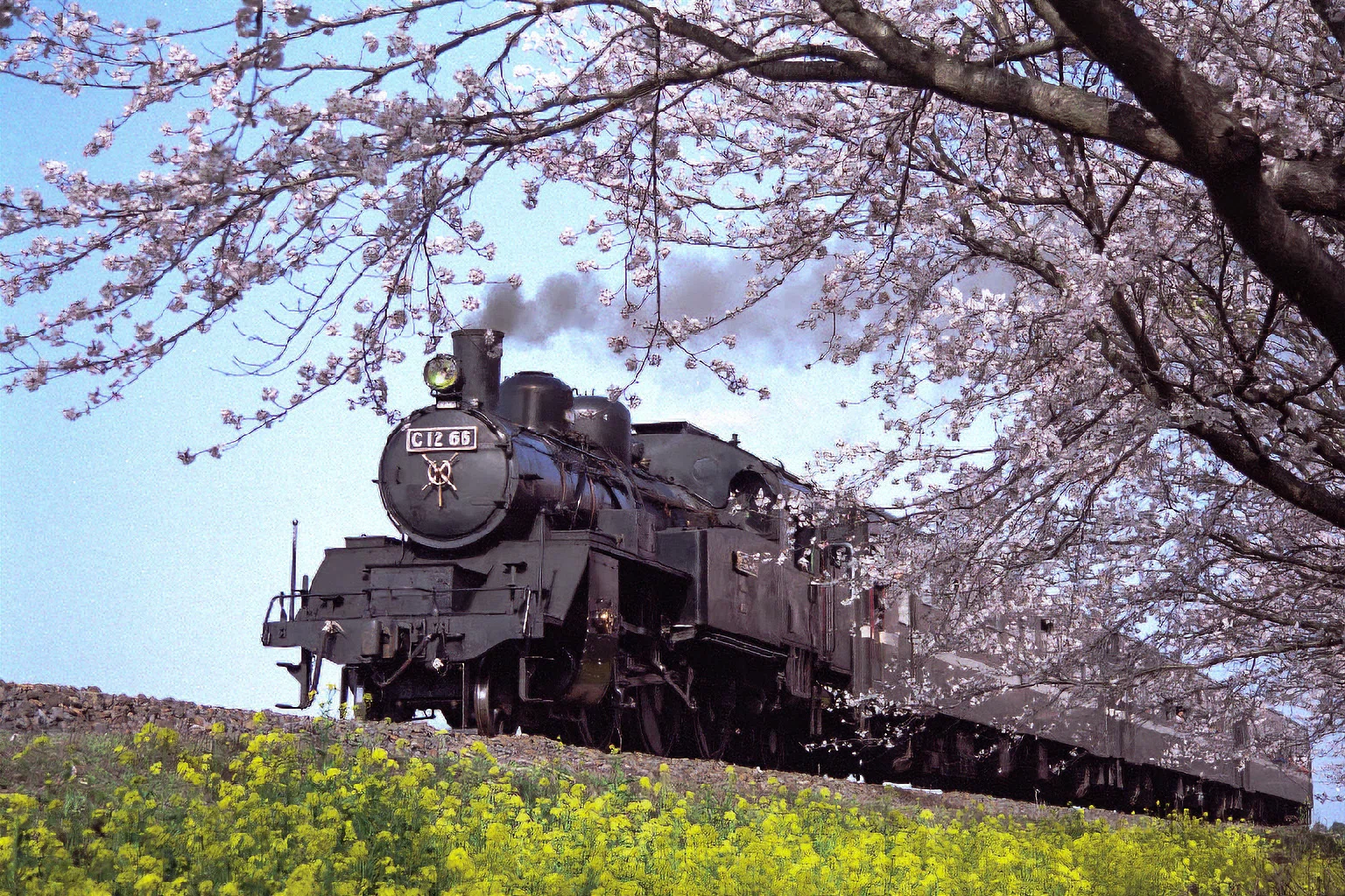 v226, 真岡鐵道：桜 （2002年）｜ひろやん