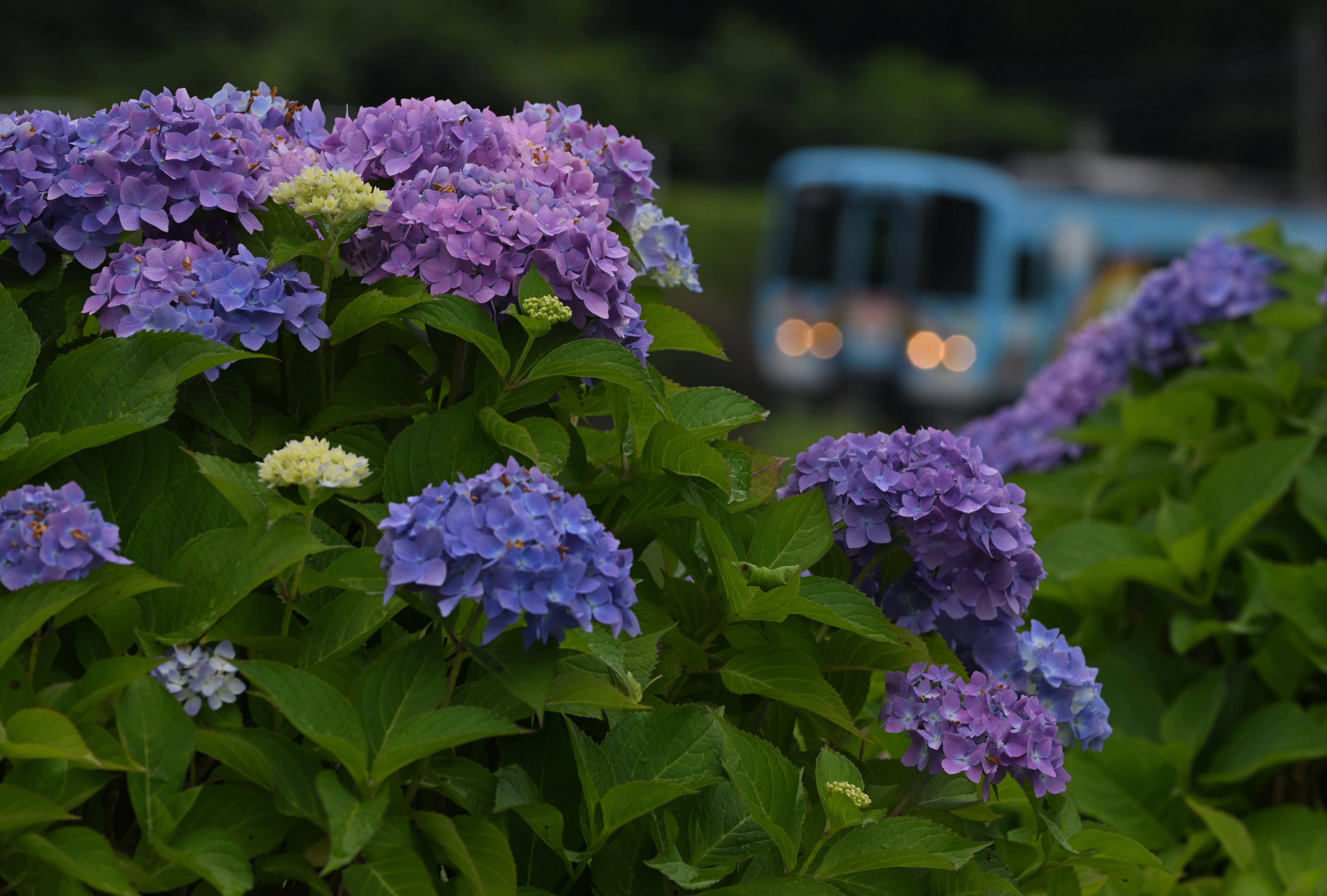 雨の花。鮮やかなる季節｜ふしんしゃのあお
