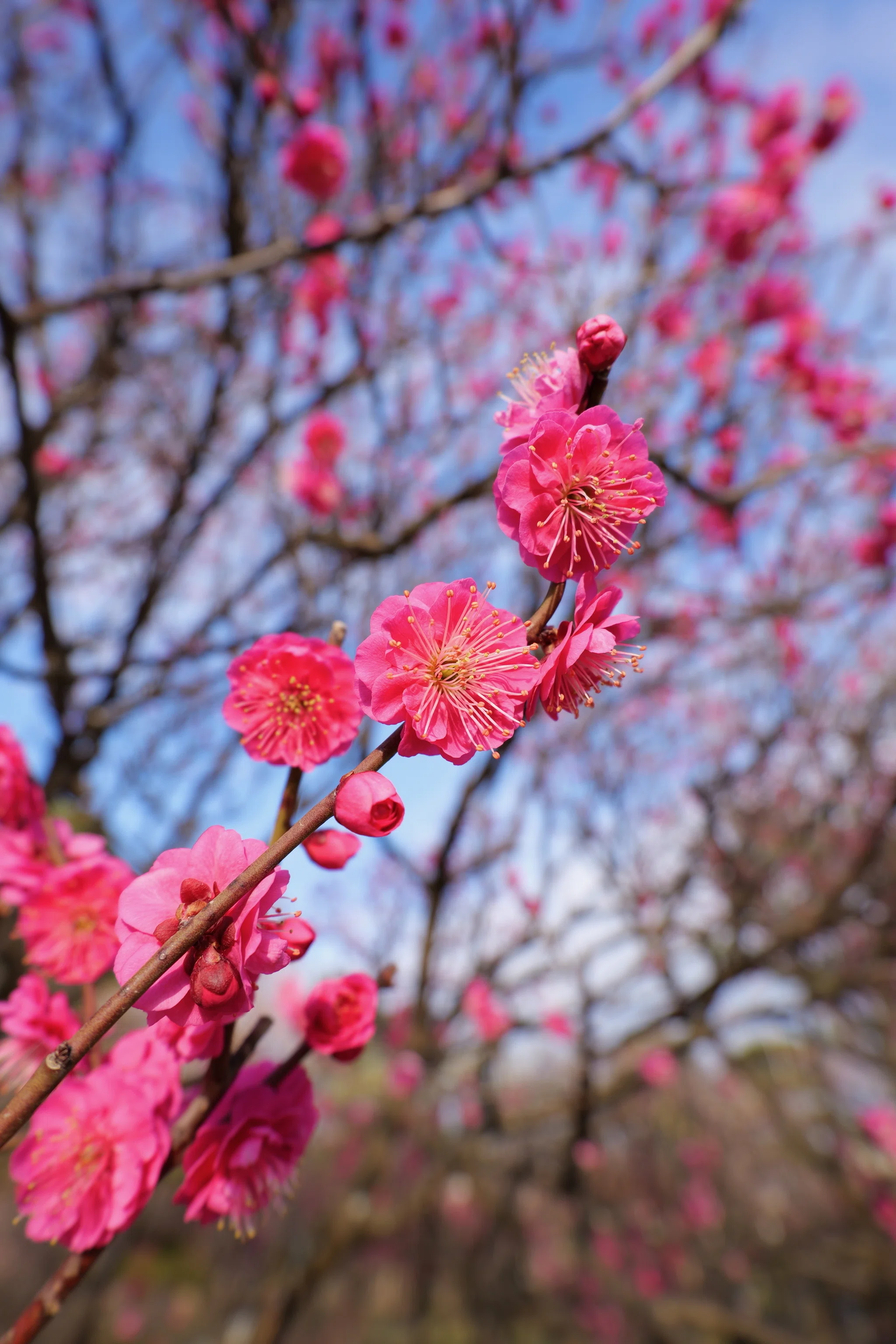 人生で3本目の50mm。LUMIX S 50mm F1.8、かなりいい。そこで、価格差30