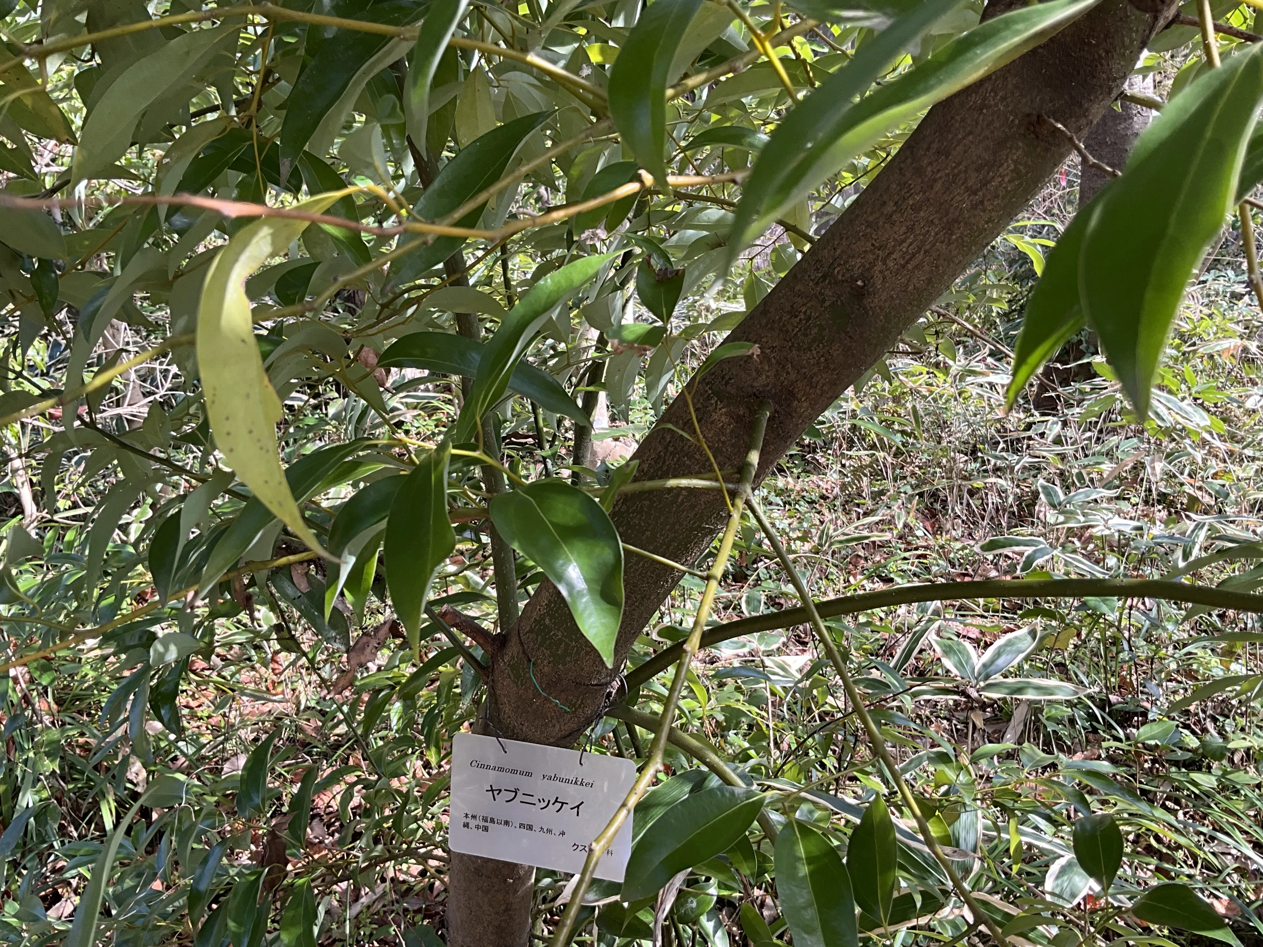 ヤブニッケイ（京都府立植物園）：2026年3月18日（水）｜藤井秀昭
