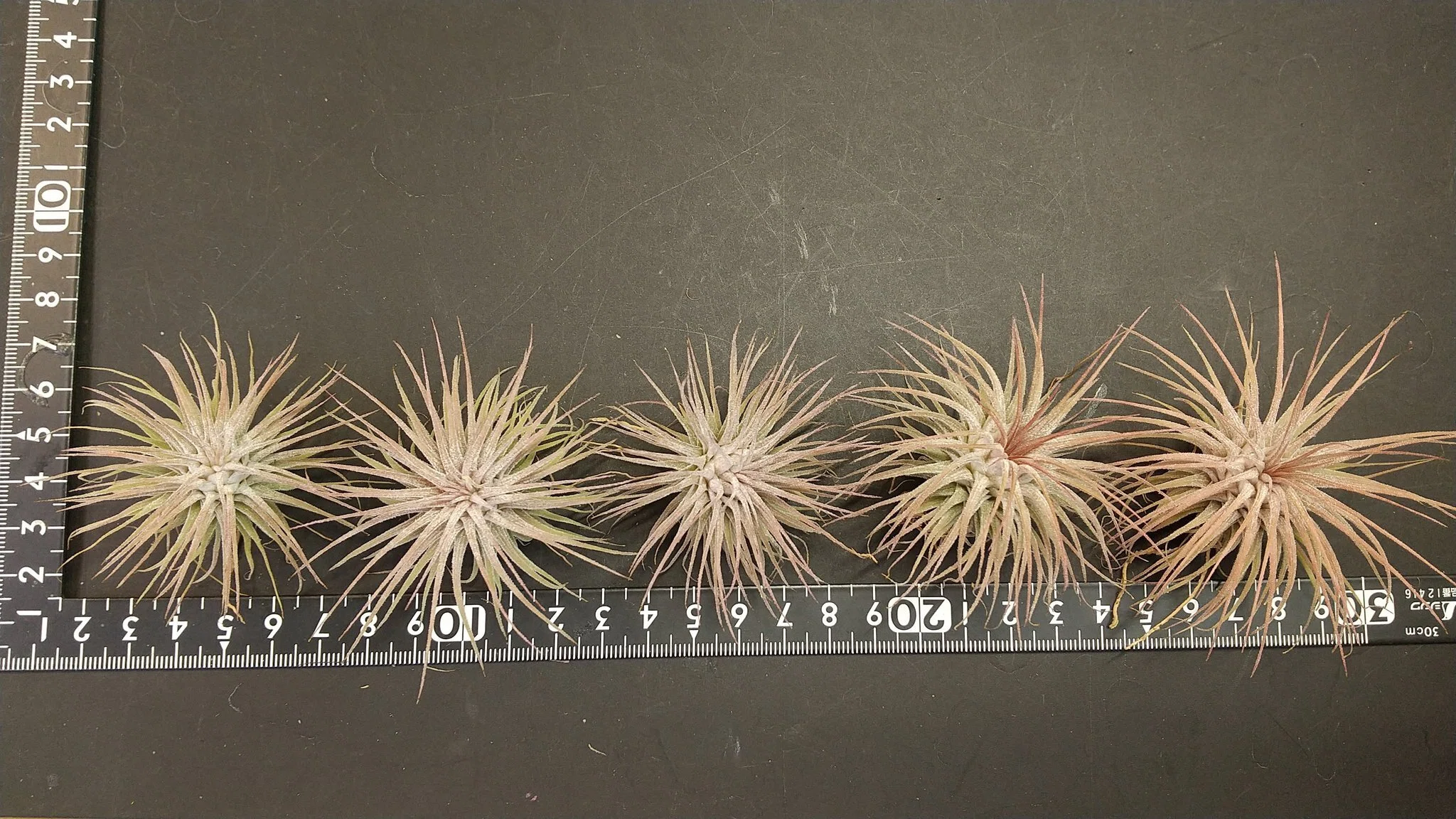 チランジア入荷リスト2/7｜NatureGarden🌿神田