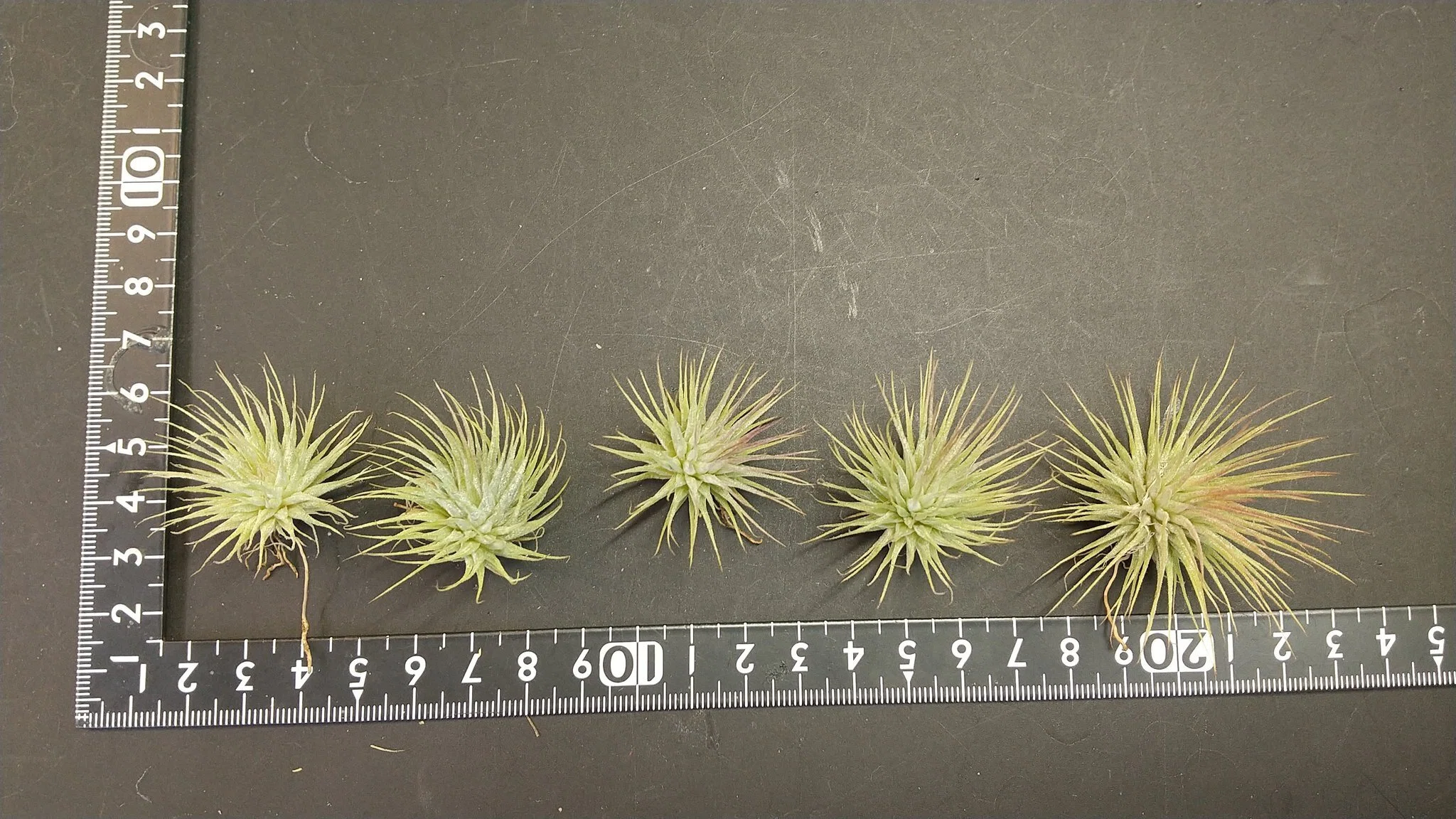 チランジア入荷リスト2/7｜NatureGarden🌿神田