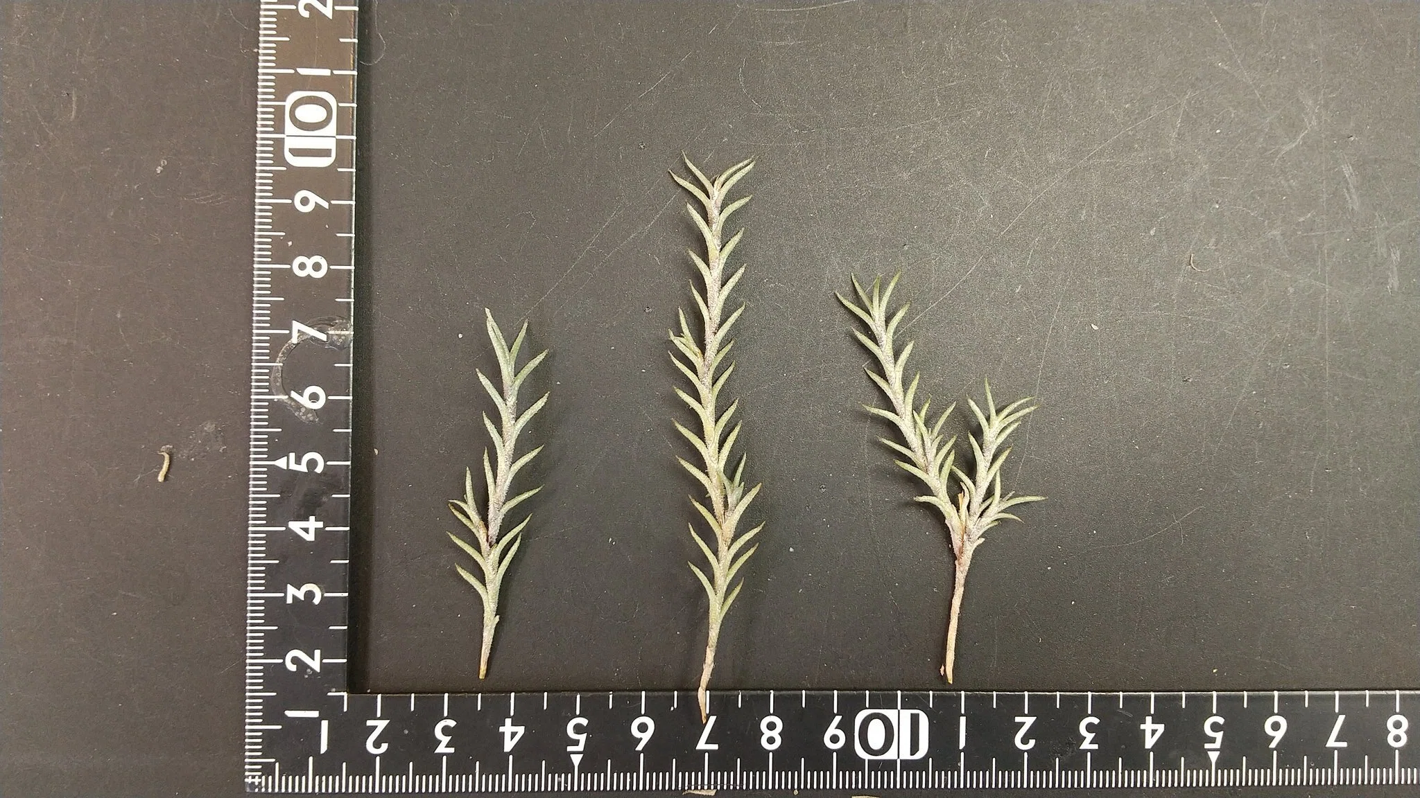 チランジア入荷リスト2/7｜NatureGarden🌿神田