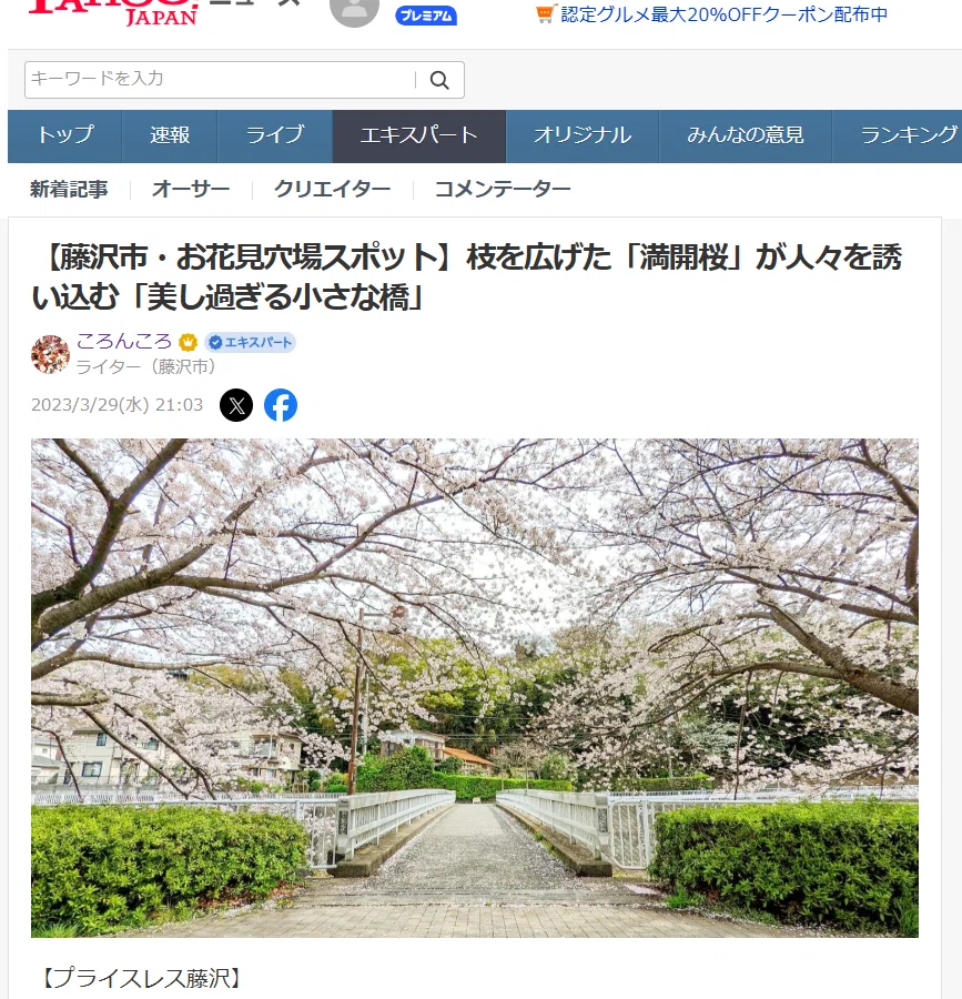 藤沢市・お花見穴場スポット】枝を広げた「満開桜」が人々を誘い込む