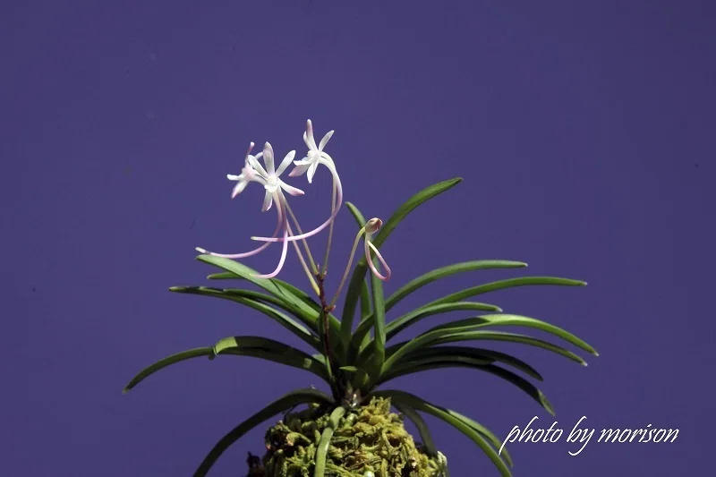 富貴蘭「山桃花」の花（過去の画像倉庫から）｜KJ Morison