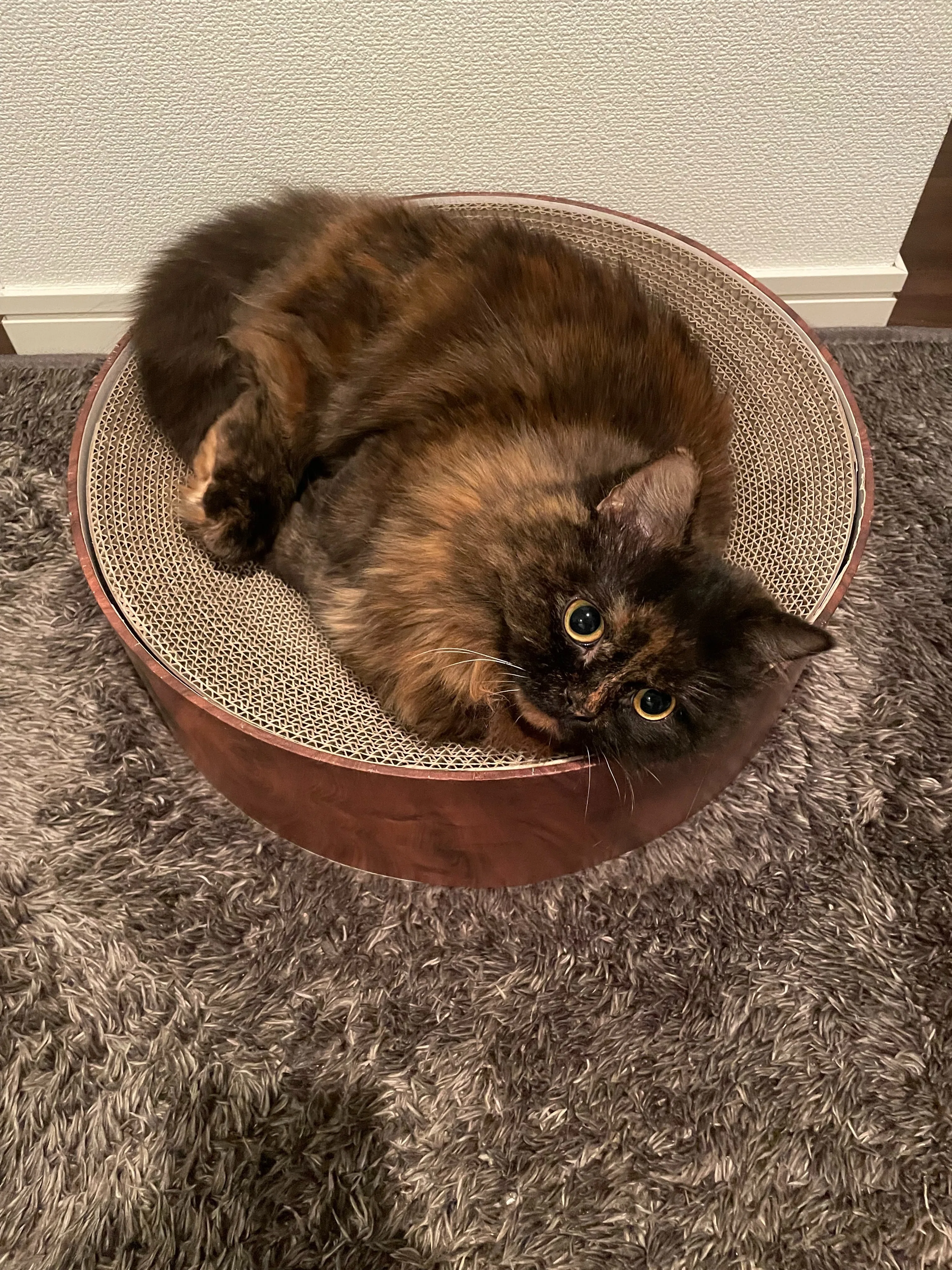 2月22日は猫の日！キミとねこ。―マーシュ彩とキユイ―｜ヤマト運輸公式note