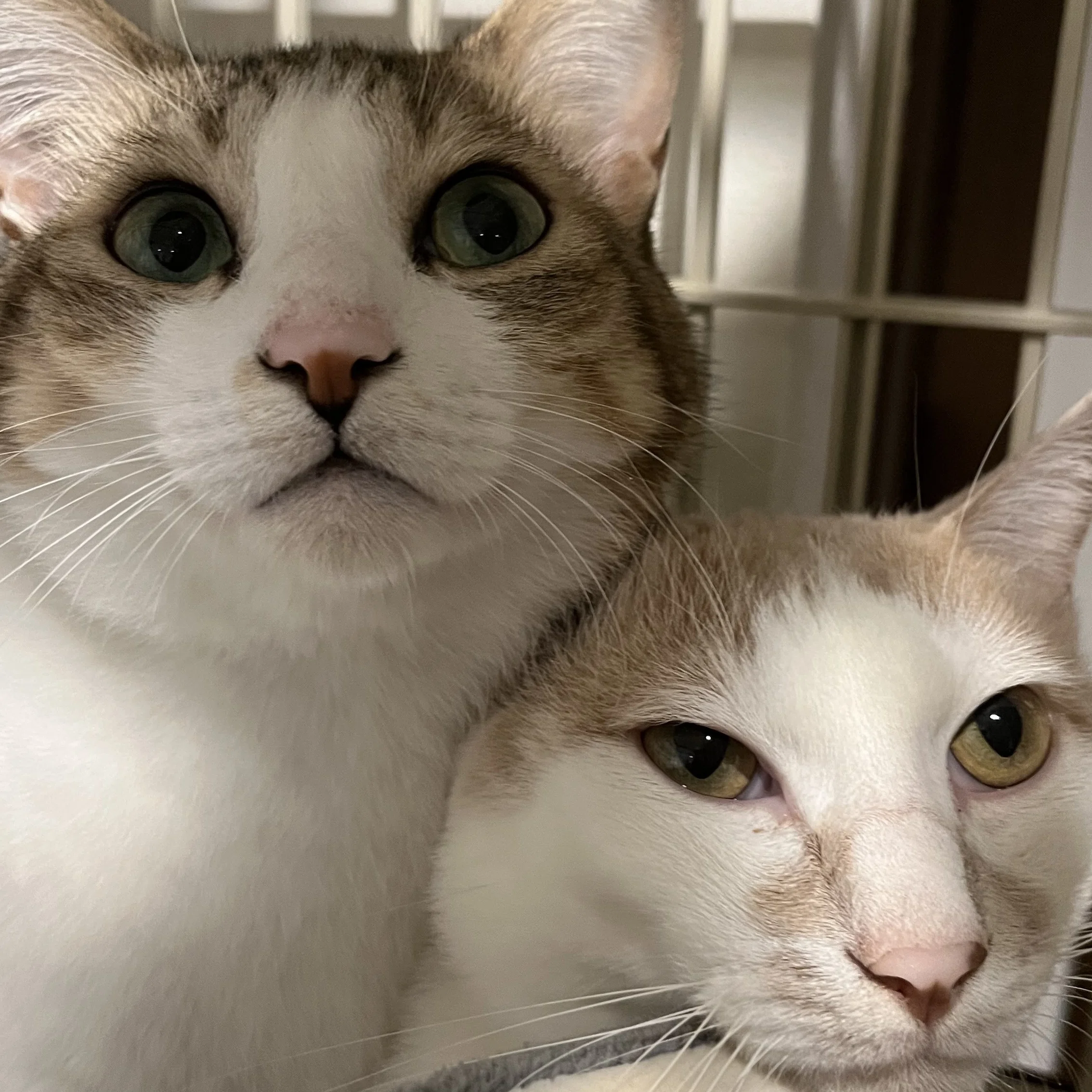 2026年猫の日】mediba社員を癒す自慢の愛猫を紹介します｜株式会社mediba