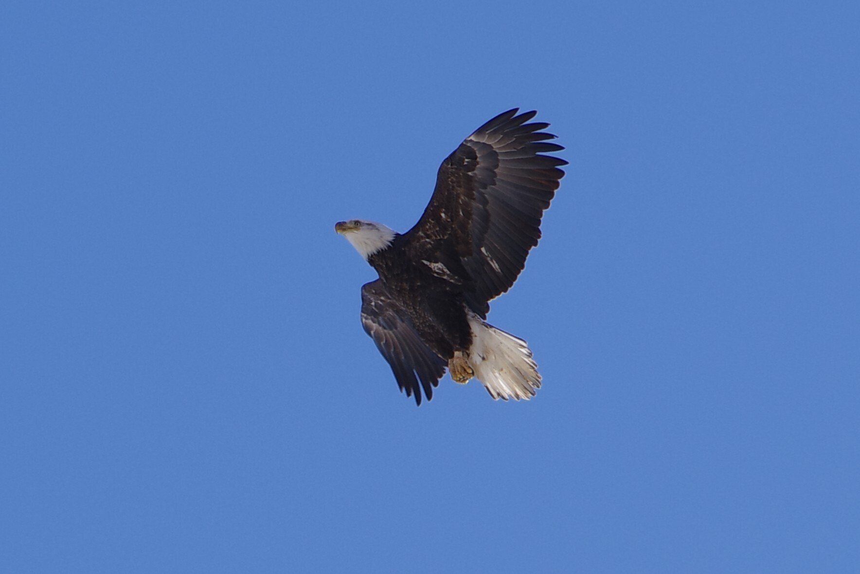 アメリカの象徴、ハクトウワシと遭遇｜Takaaki Ueno