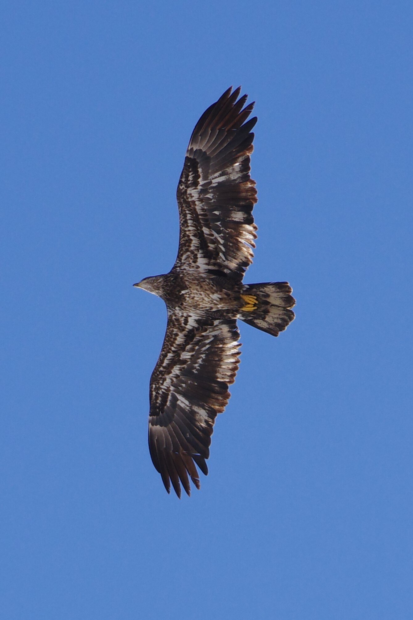 アメリカの象徴、ハクトウワシと遭遇｜Takaaki Ueno