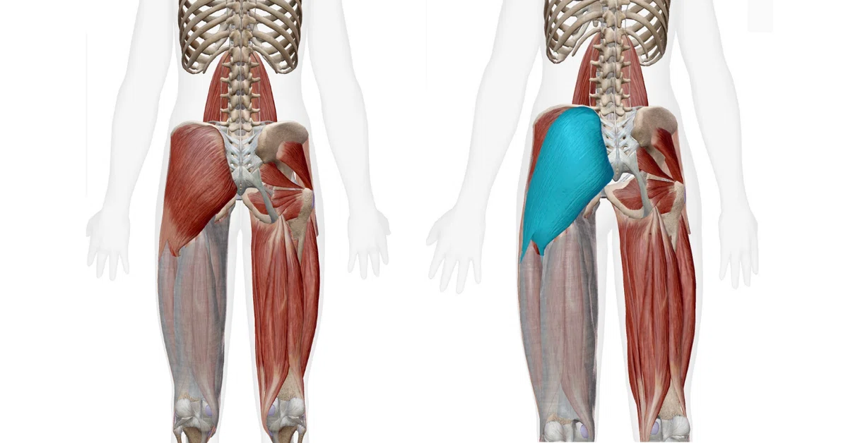 Squat How Deep Why do you lose weight? A deep dive into squats|misato