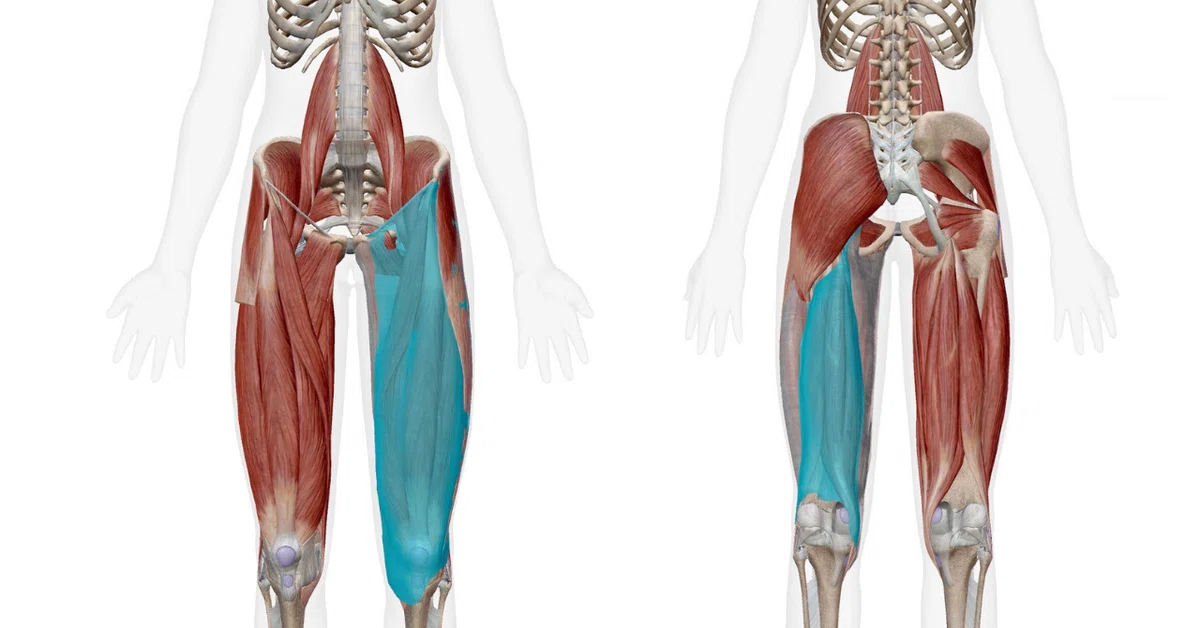 Squat How Deep Why do you lose weight? A deep dive into squats|misato