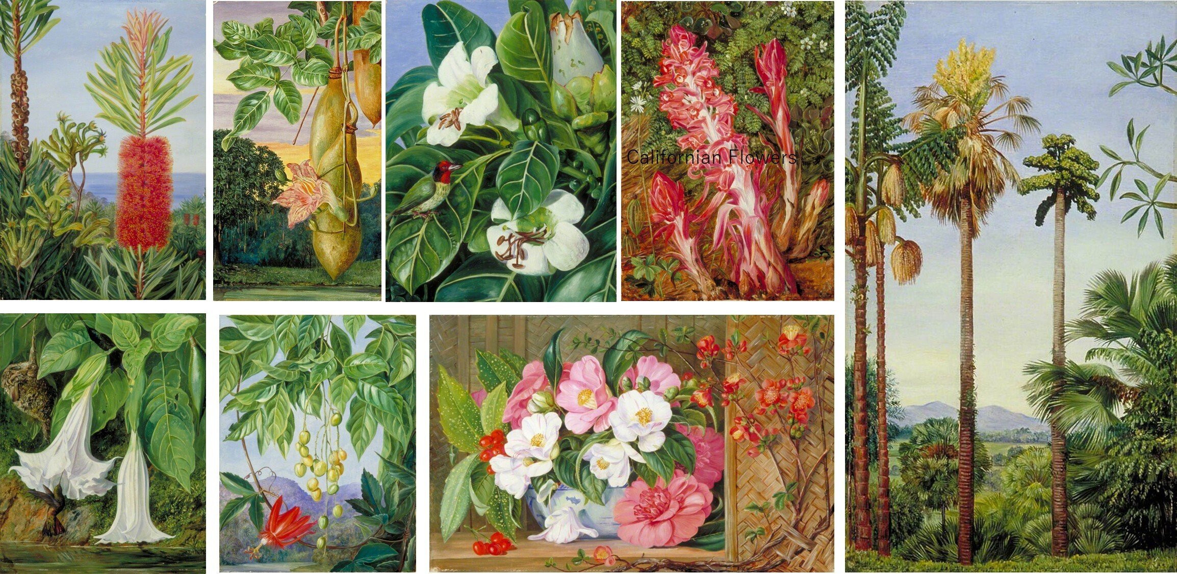 植物画とは何か＞（5）ー1：時代区分と分類、「花の絵（フラワー