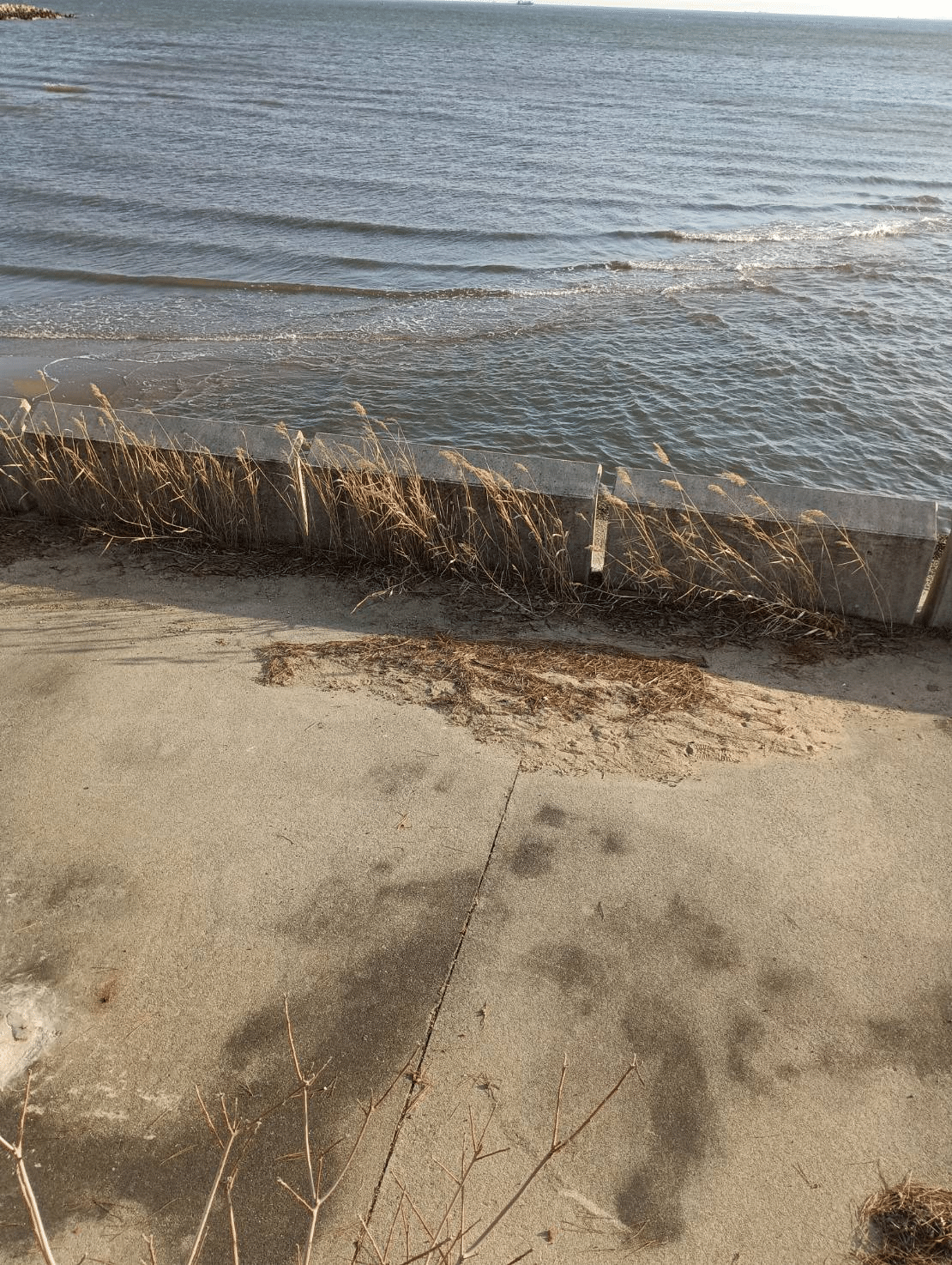 海を見に。｜さち