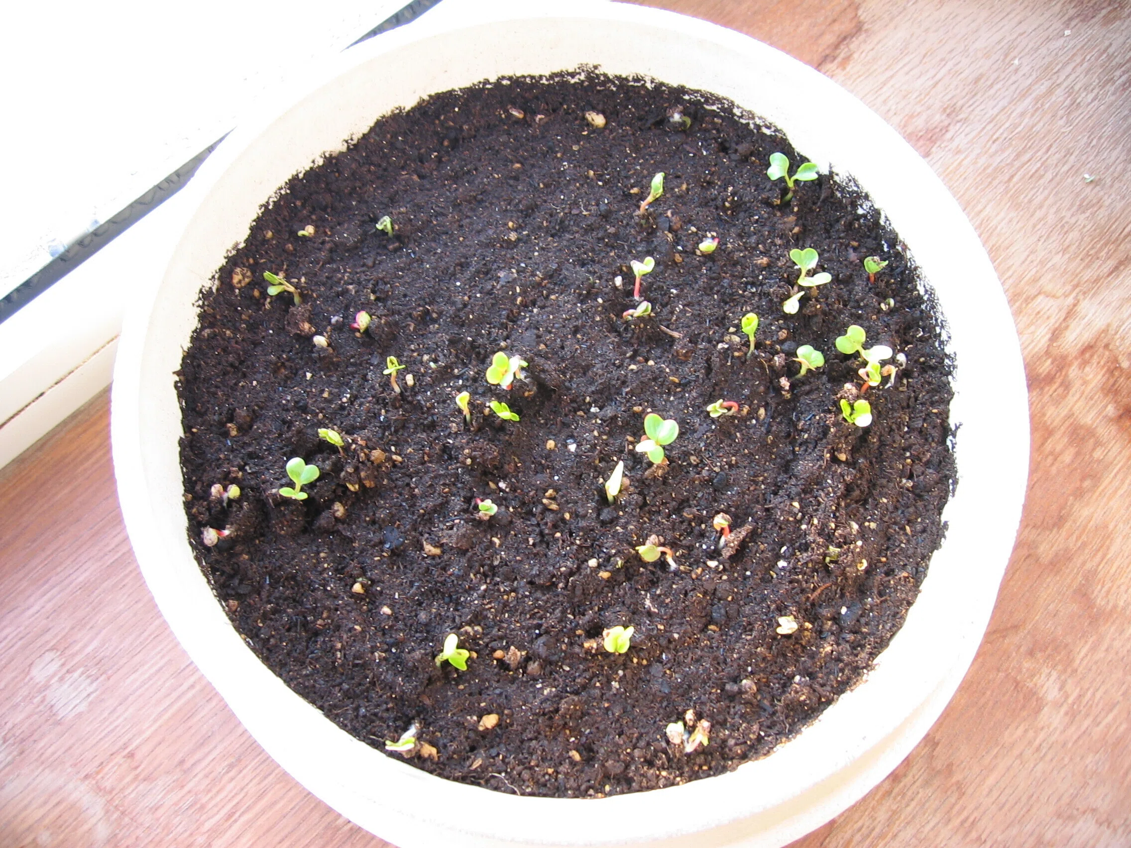 植木鉢でラディッシュのタネまき｜sola og planta 作業日誌