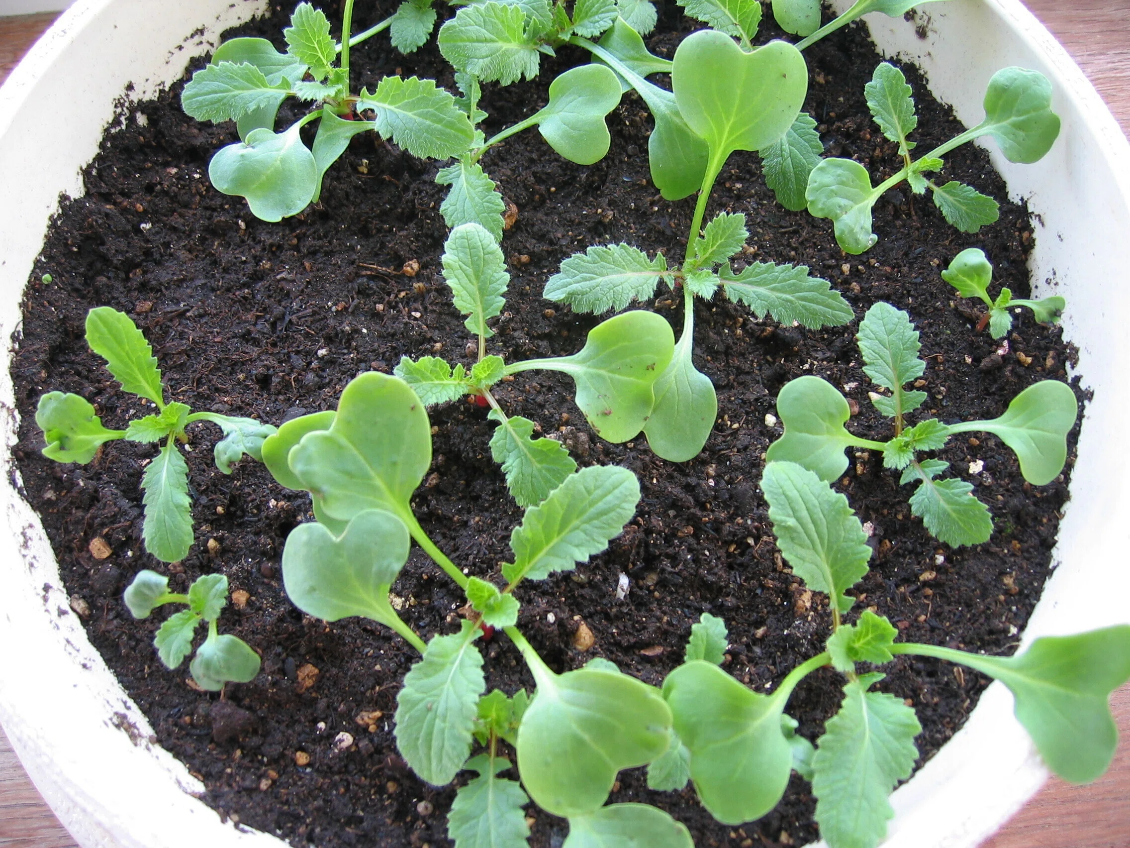 植木鉢でラディッシュのタネまき｜sola og planta 作業日誌